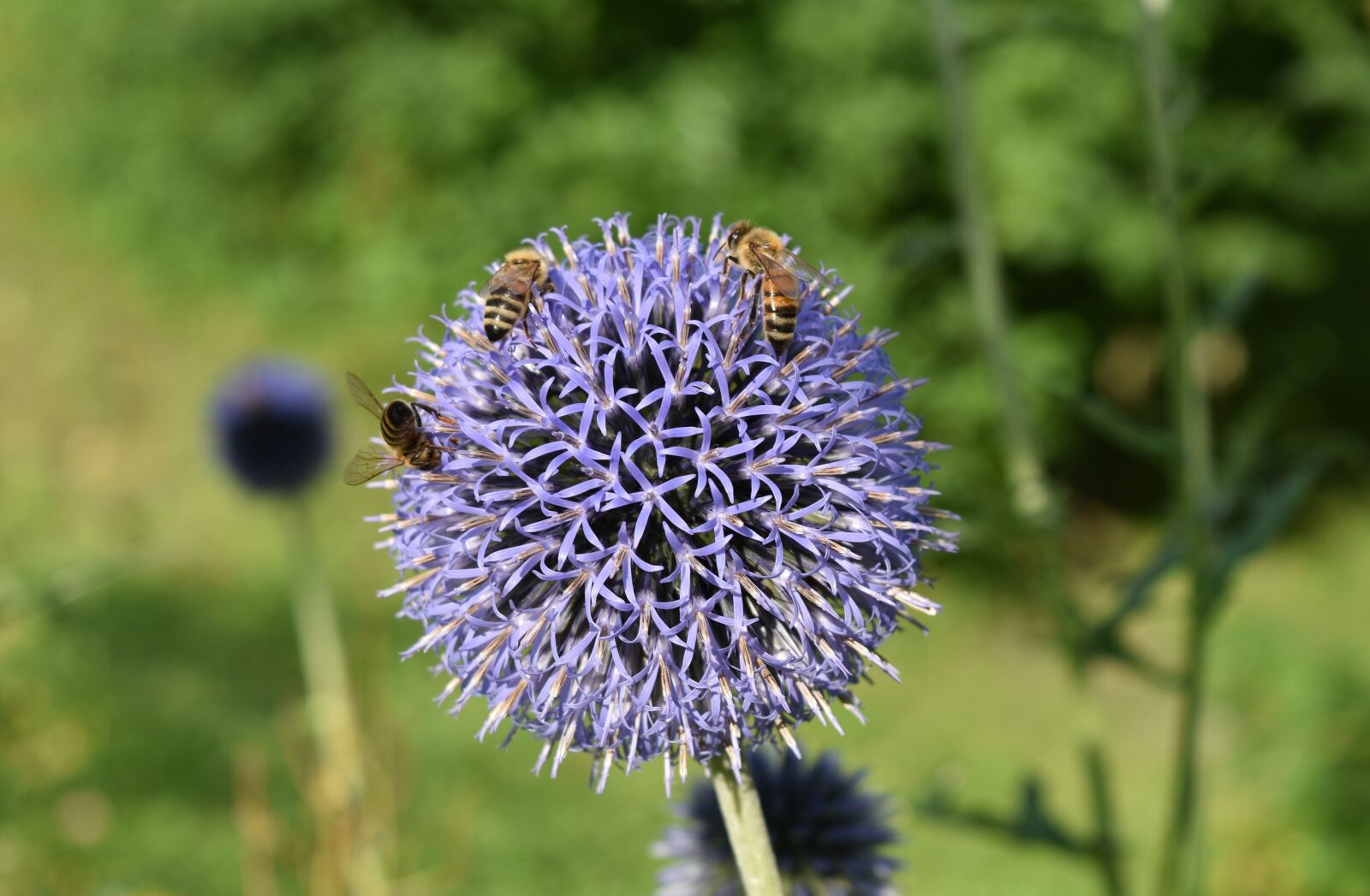 Nikon D5500 sample photo. Echinops bannaticus, echinops, blue photography
