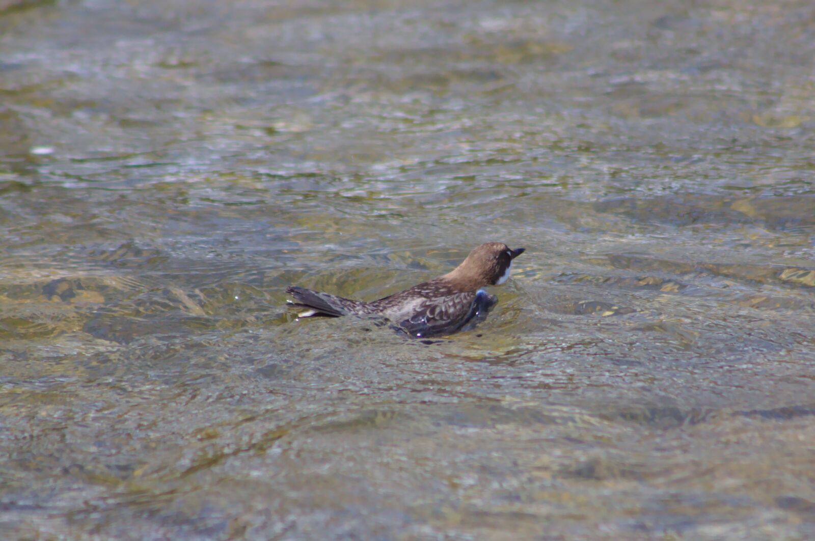 Canon EOS 50D sample photo. Dipper, bird, river photography