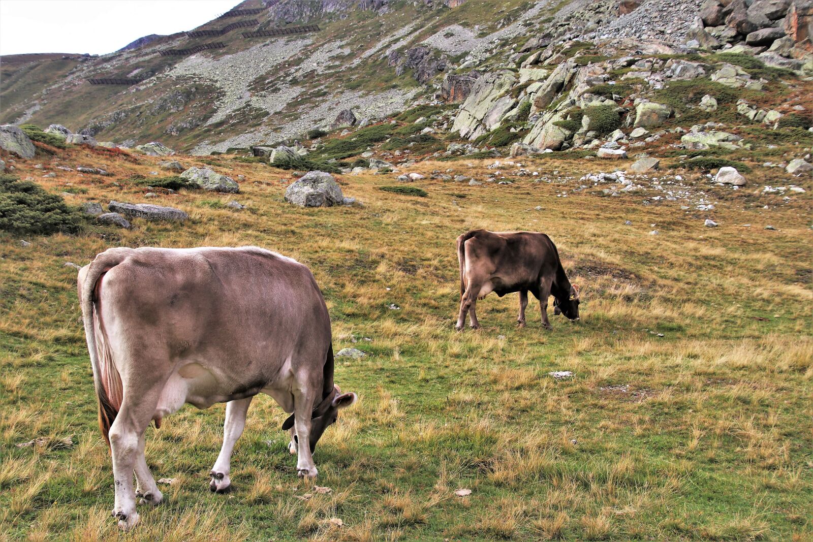 Canon EOS 80D sample photo. Cows, two, alpine photography