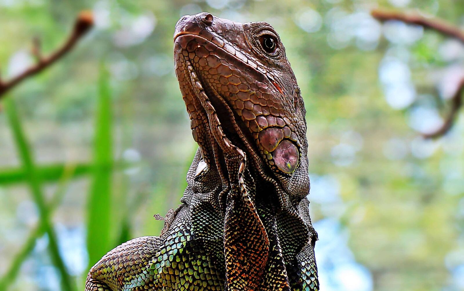 Canon EOS 550D (EOS Rebel T2i / EOS Kiss X4) sample photo. Lizard, reptile, head, wildlife photography