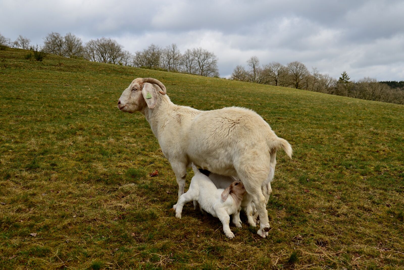 Nikon D600 sample photo. Mother-goat, kid, drinking photography