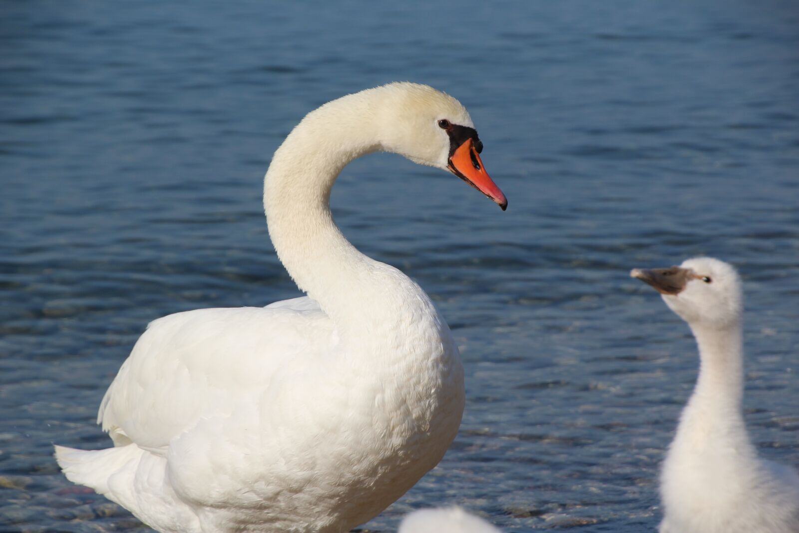Canon EOS 1200D (EOS Rebel T5 / EOS Kiss X70 / EOS Hi) sample photo. Swan, swan family, young photography