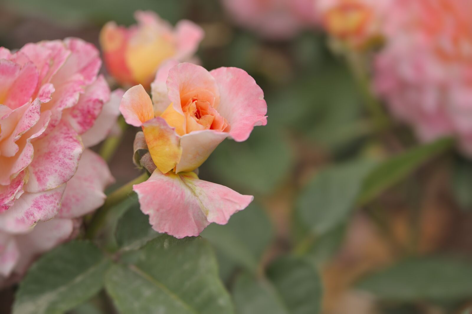 Nikon D700 sample photo. Rose, flower, blooming photography