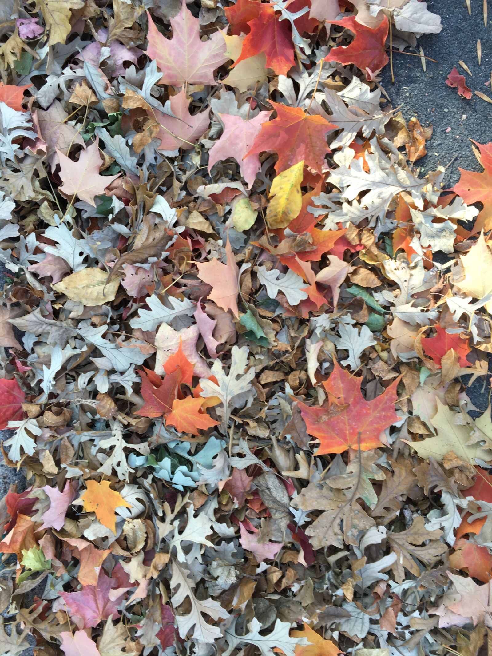 Apple iPhone 6s sample photo. Leaf, fall, season photography