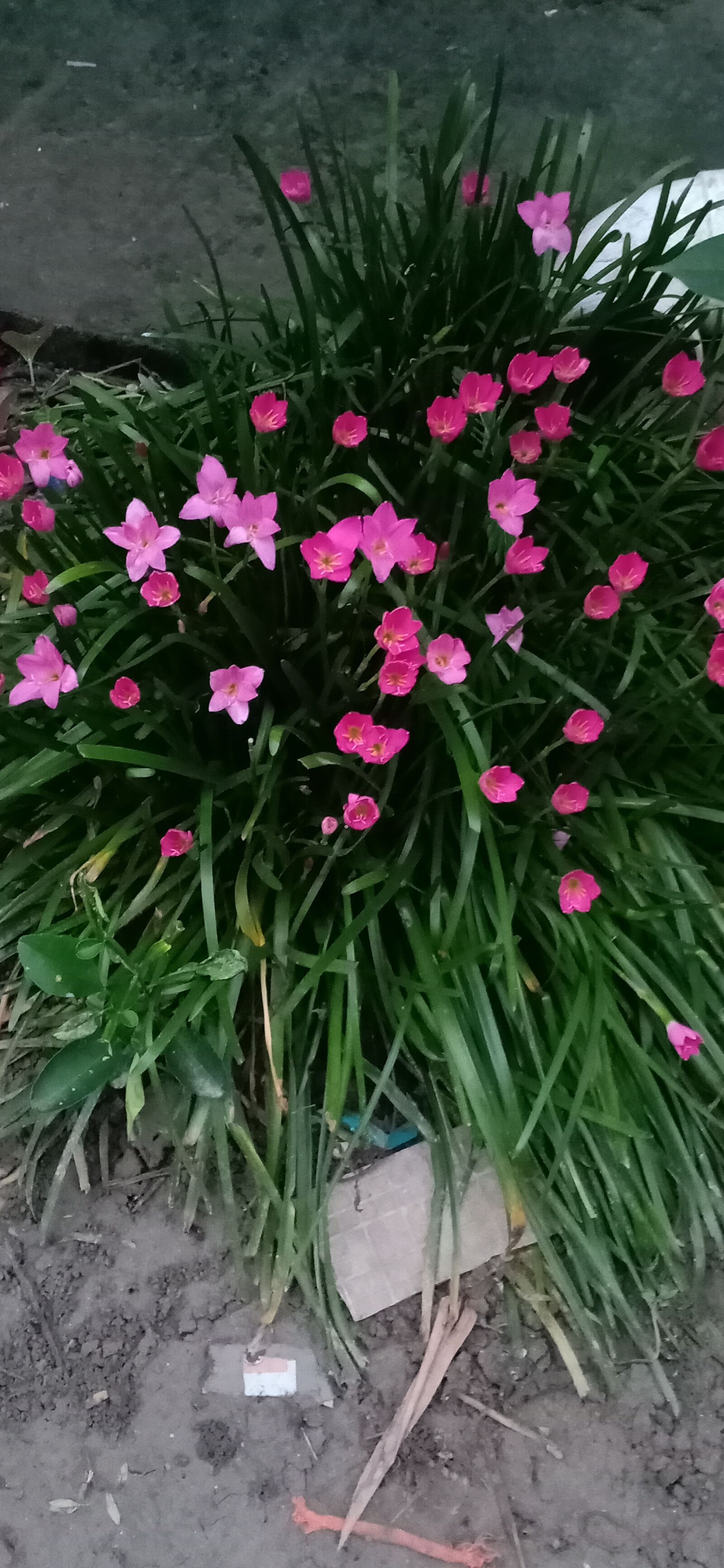 OPPO F9 sample photo. Unknown red flower, i photography
