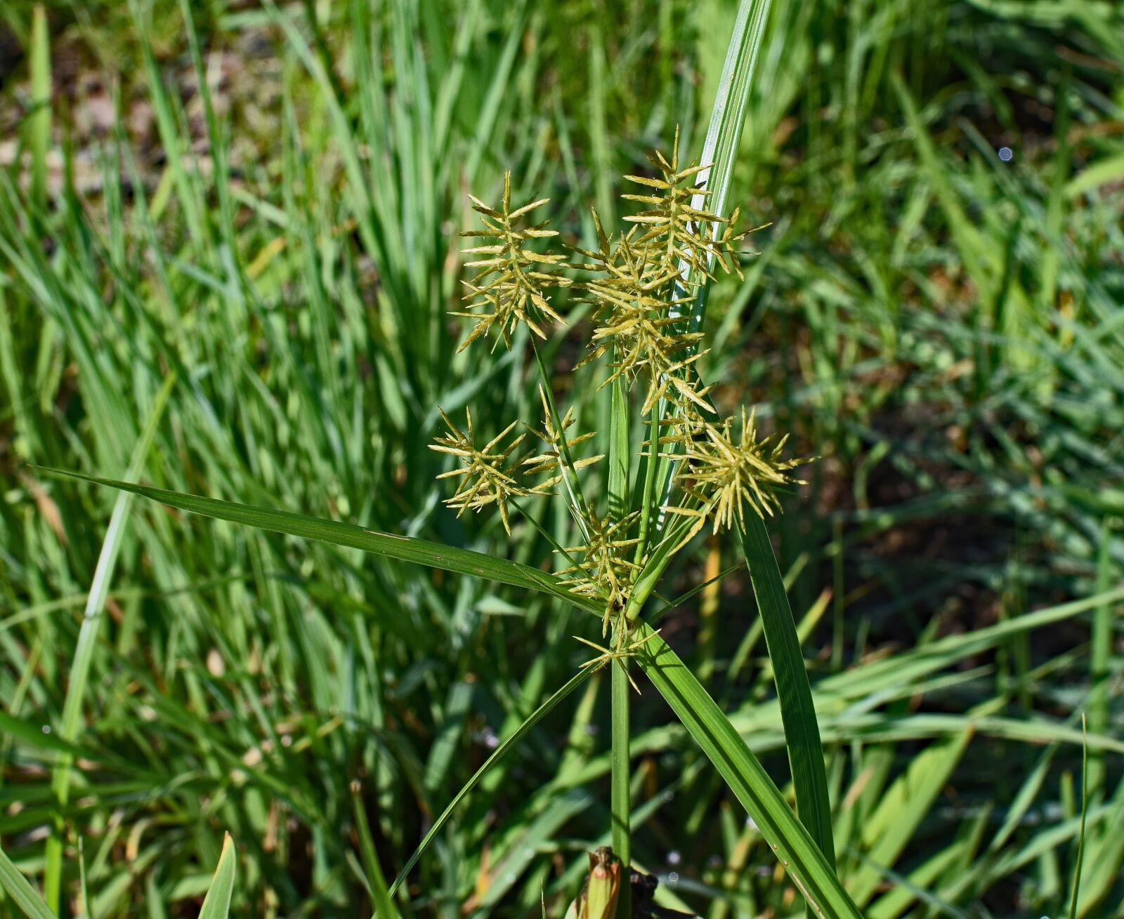 Nikon D3300 sample photo. Nutsedge grass, grass, plant photography