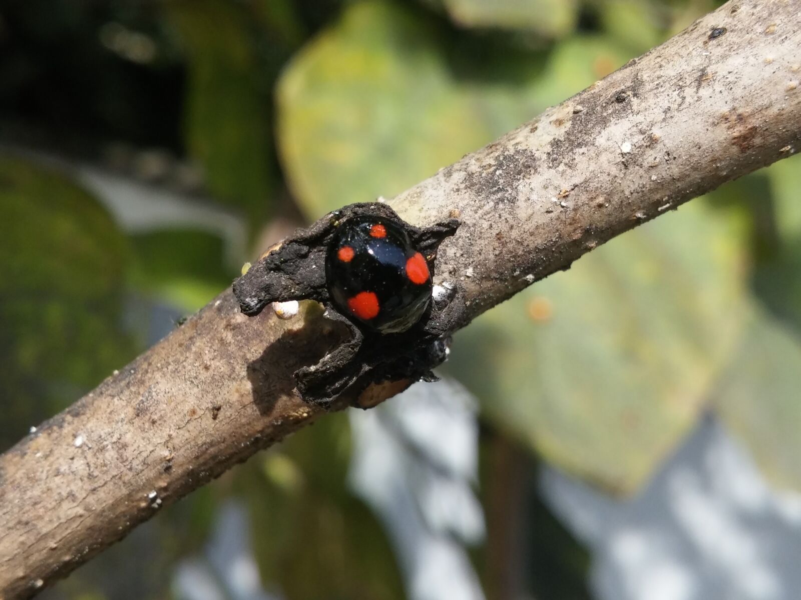LG D855 sample photo. Ladybug, nature, beetle photography