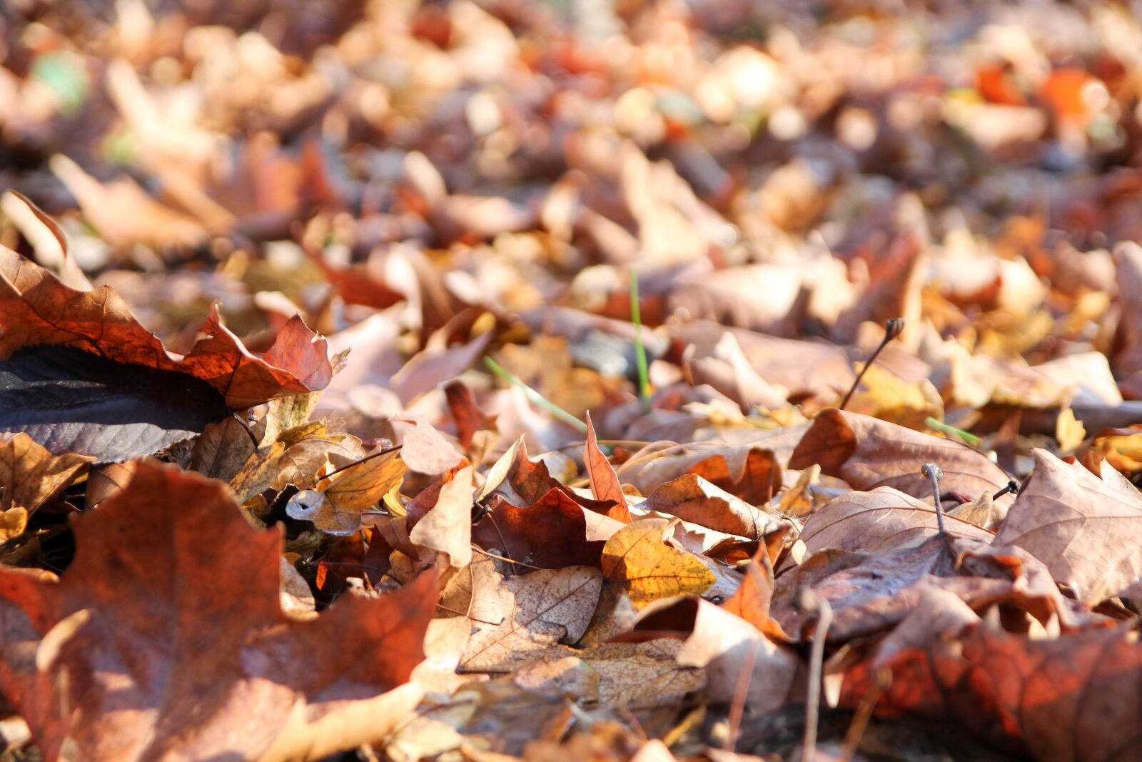Canon EOS 60D sample photo. Leaves, winter, autumn photography