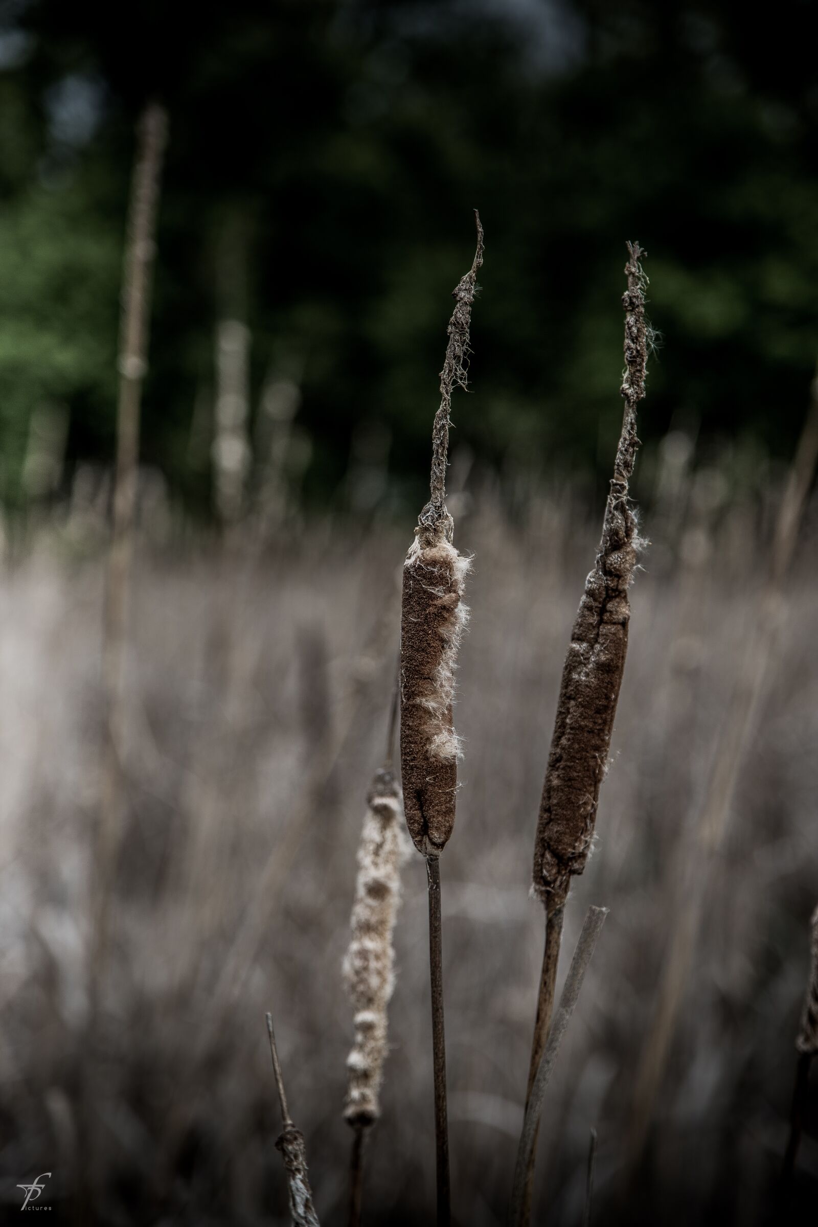 Canon EF 24-105mm F4L IS USM sample photo. Nature, lake, photography photography