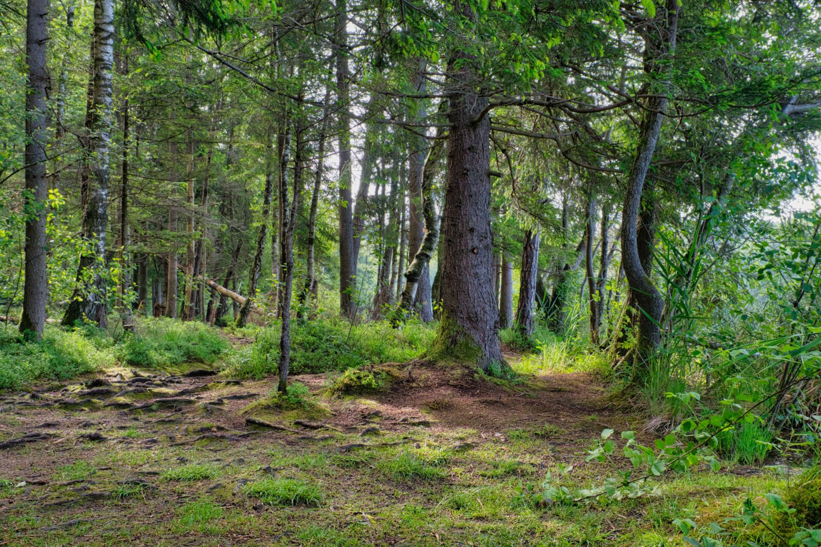 Nikon D7500 sample photo. Forest, trees, green photography