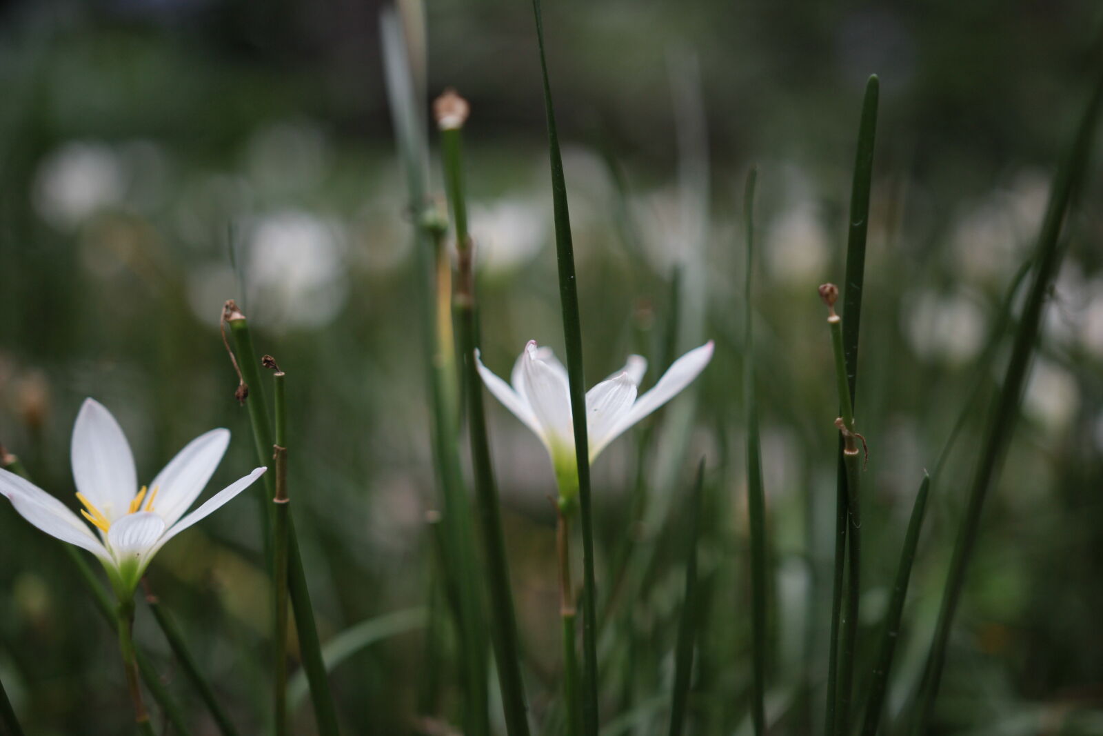 Canon EOS 60D sample photo. Bloom, blooming, blossom, blur photography