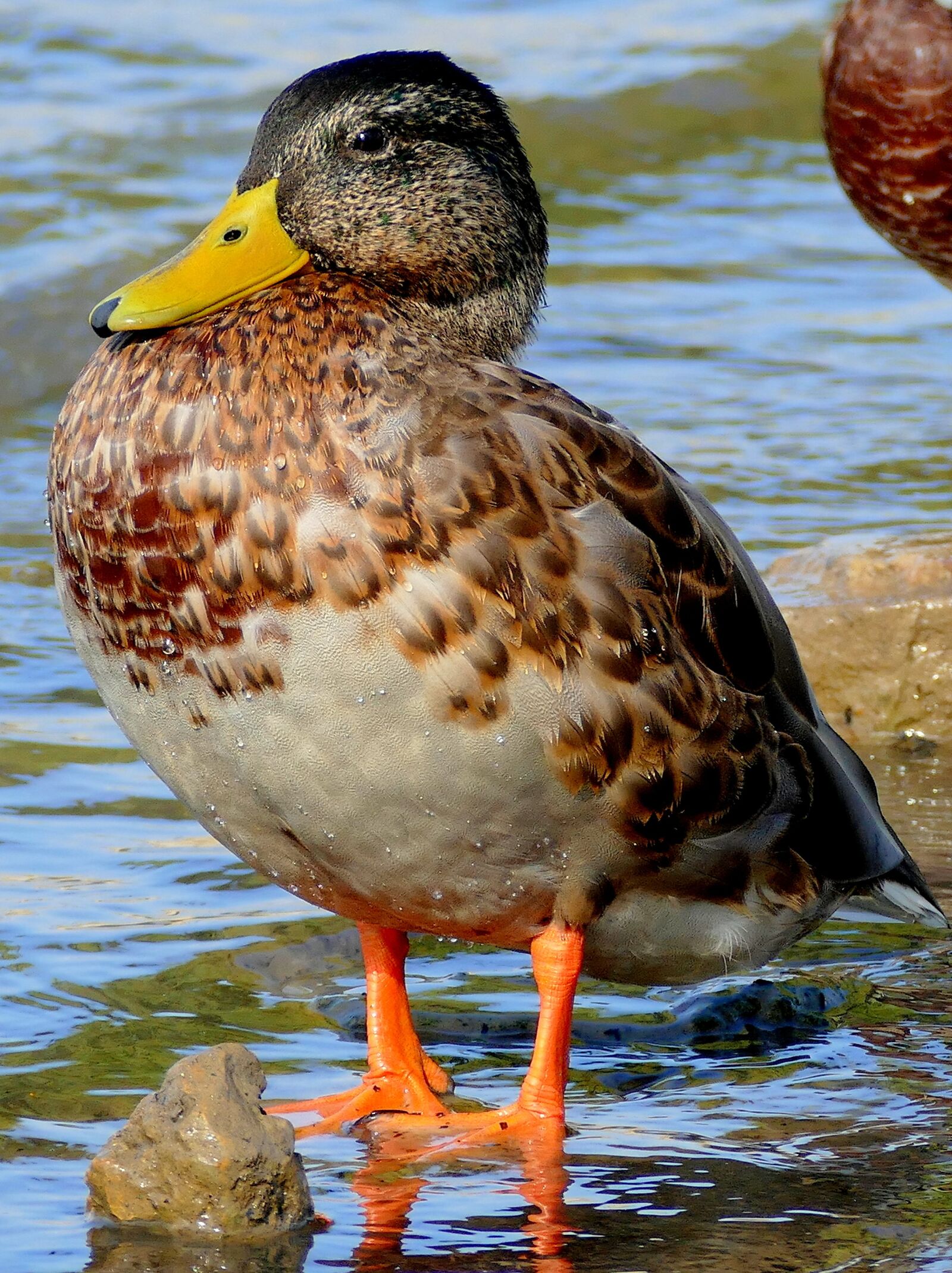 Panasonic Lumix DMC-FZ1000 sample photo. Duck, water bird, water photography