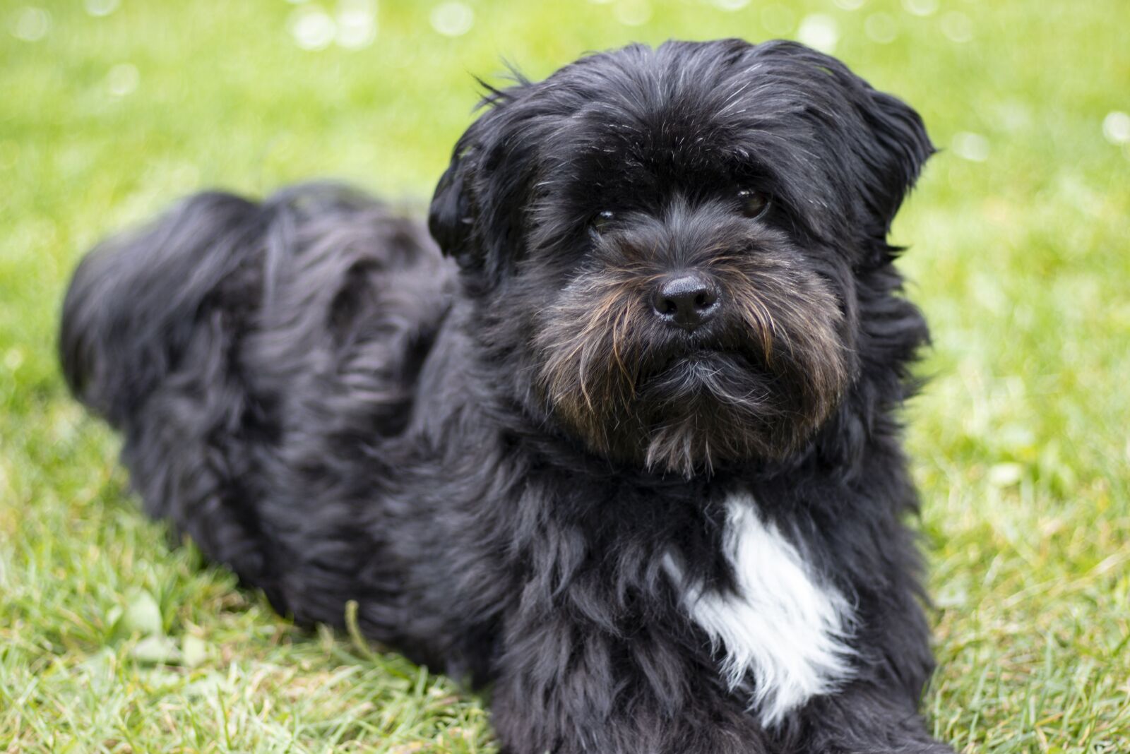 Canon EOS 80D + Canon EF 50mm F1.8 STM sample photo. Dog, black, boomer photography
