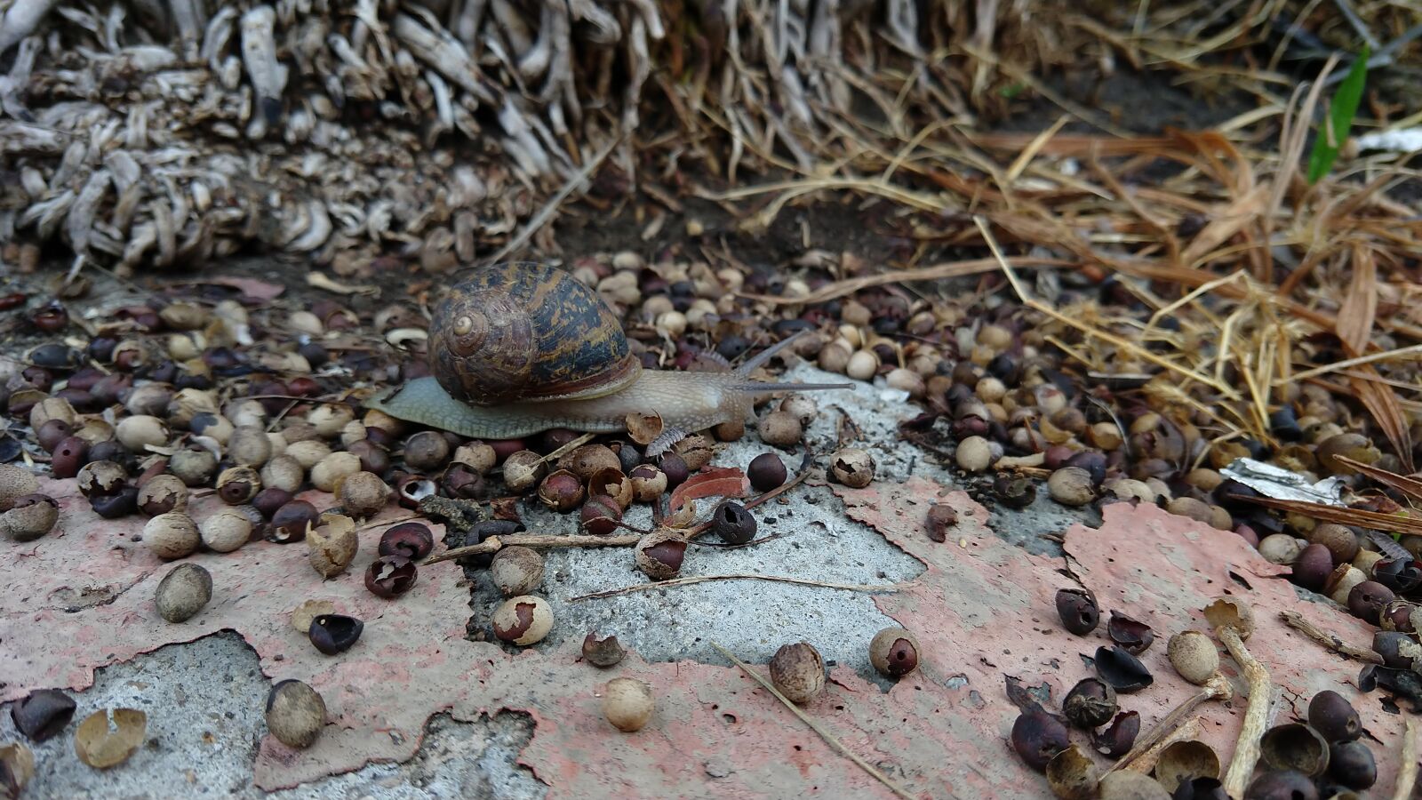 Motorola moto x4 sample photo. Snail, tree roots, dried photography