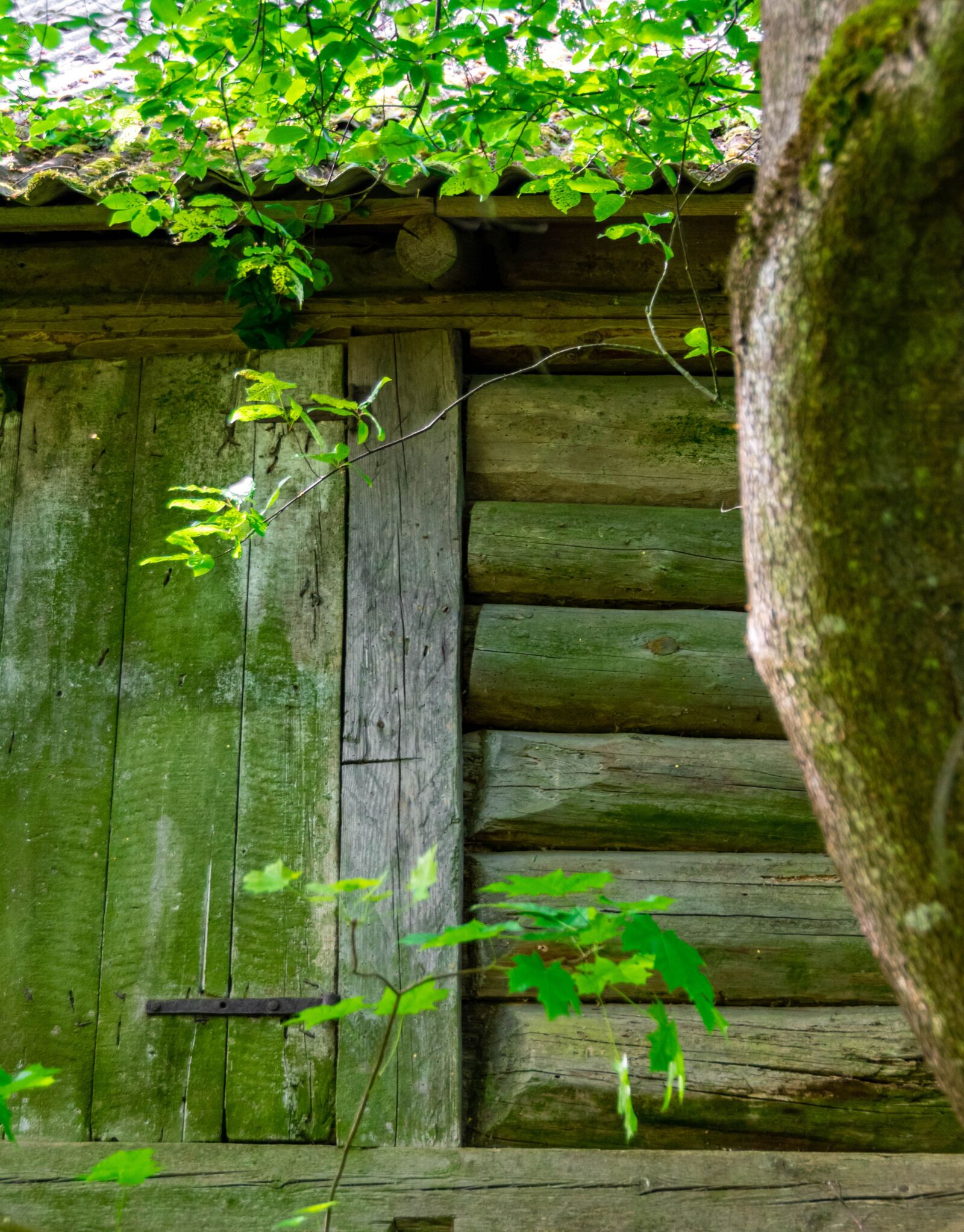 Nikon D5600 sample photo. Building, old, tree photography
