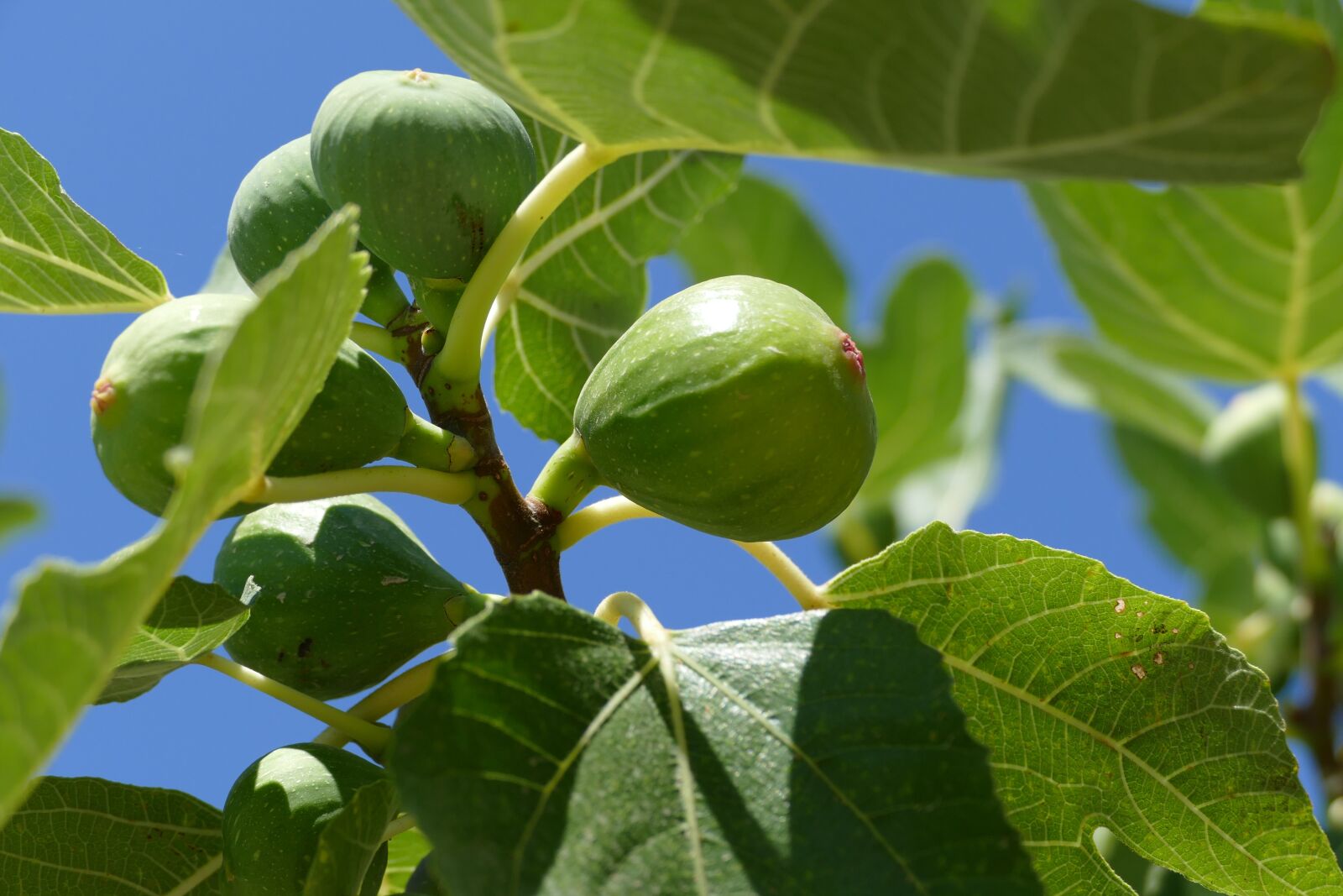 Panasonic Lumix DMC-FZ1000 sample photo. Fig tree, fig, close photography