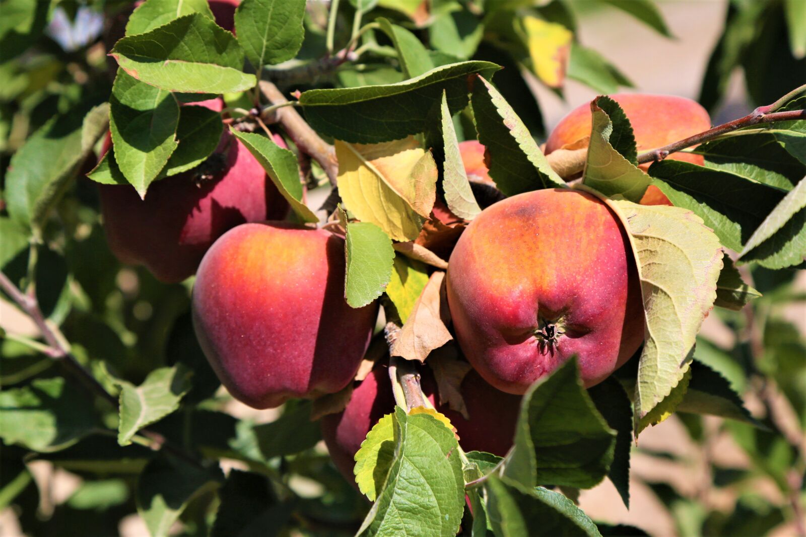 Canon EF 24-105mm F4L IS USM sample photo. Apples, fruit, nature photography