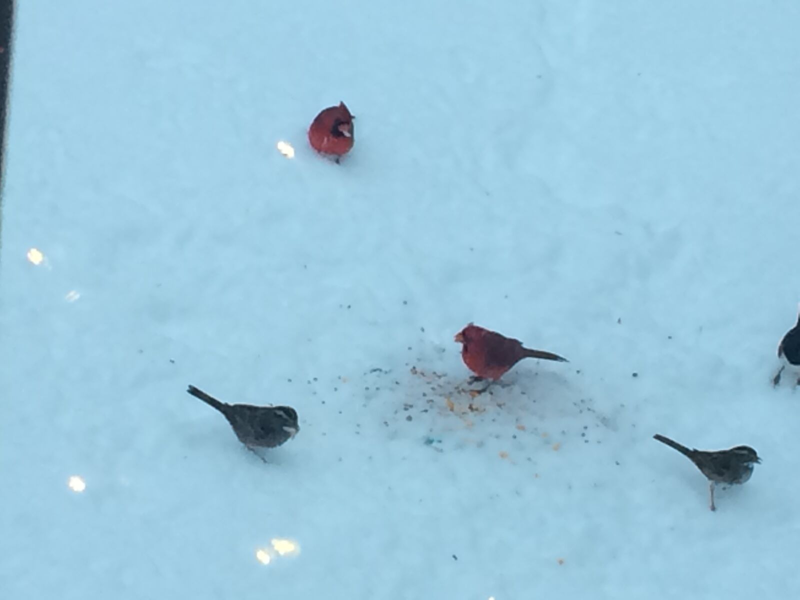 iPhone 5s back camera 4.15mm f/2.2 sample photo. Snow, cardinal, birds photography