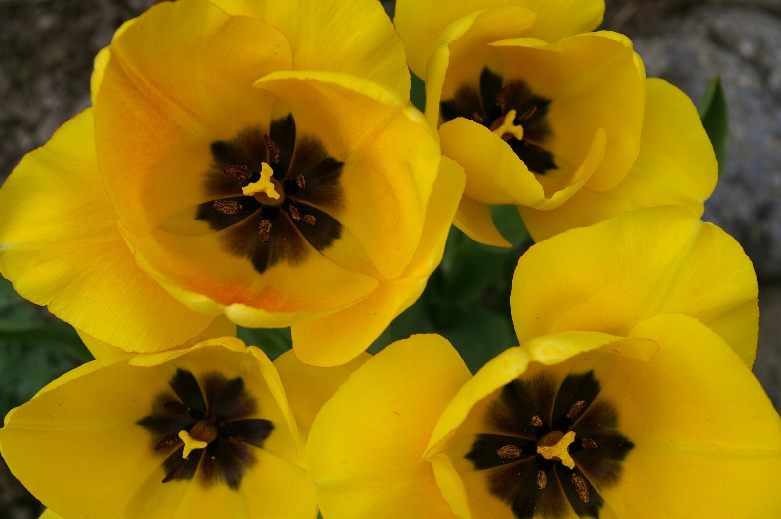 Pentax *ist DL2 sample photo. Tulips, spring, bloom photography