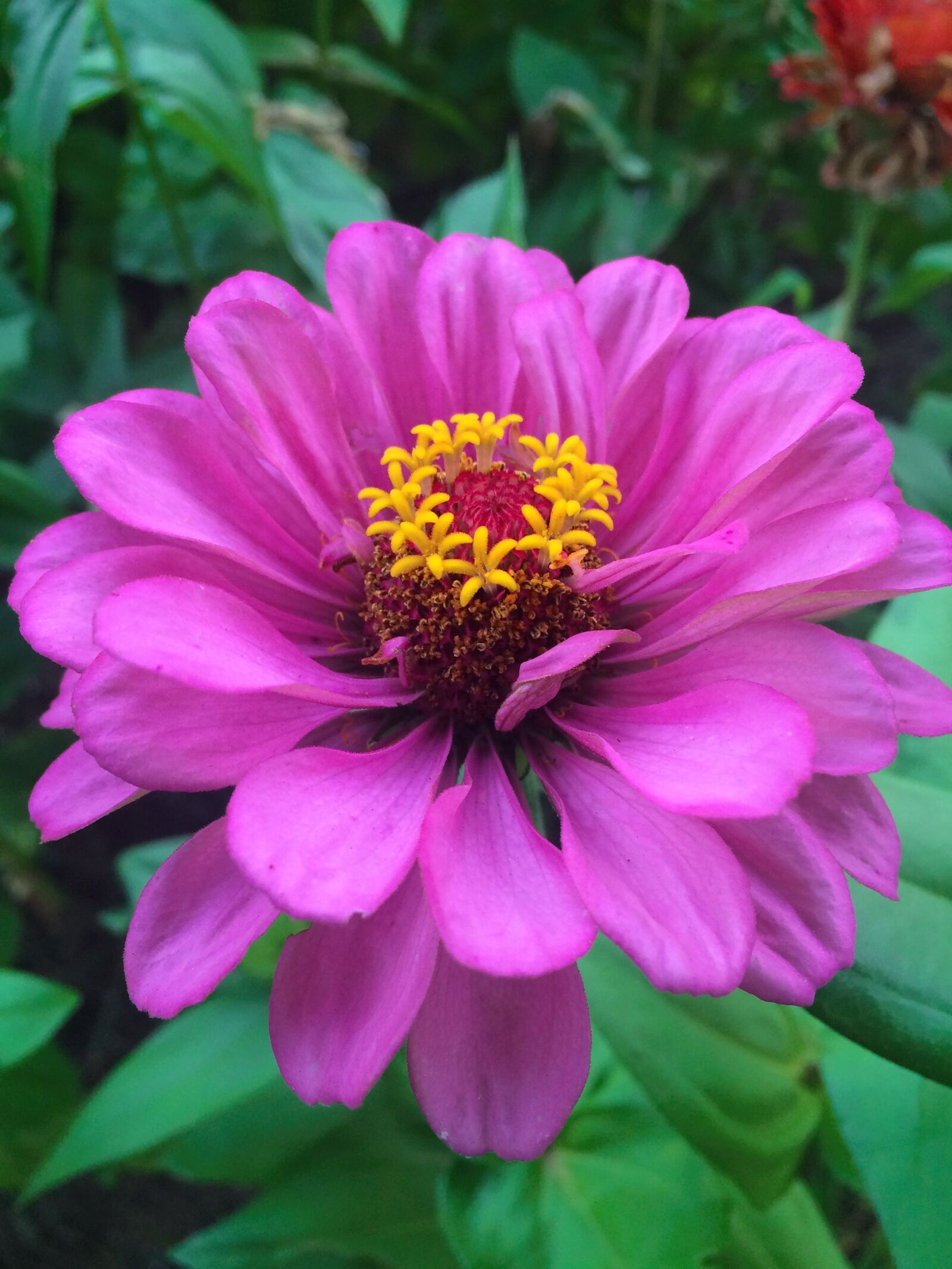 iPhone 5s back camera 4.15mm f/2.2 sample photo. Flowers, dahlia, pink photography
