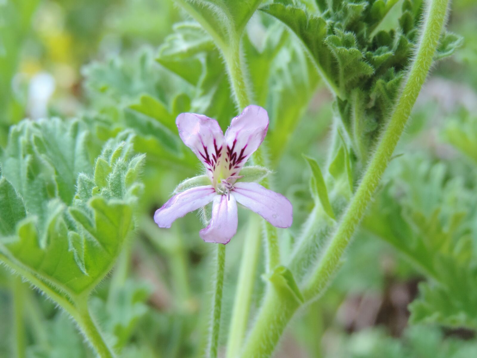 Nikon Coolpix P520 sample photo. Purple scented geranium, bloom photography