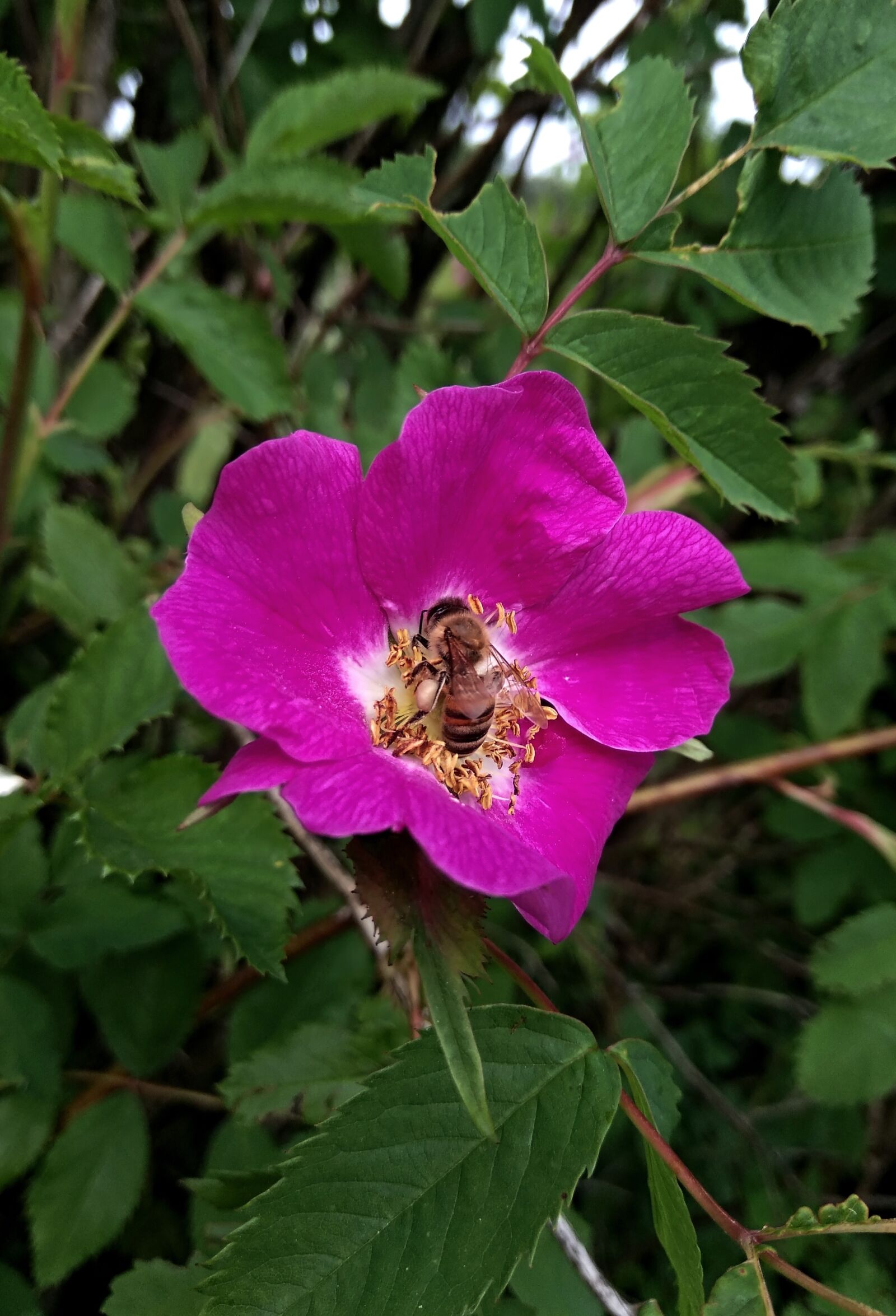 Xiaomi Redmi Note 4 sample photo. Rose hip, flower, plant photography