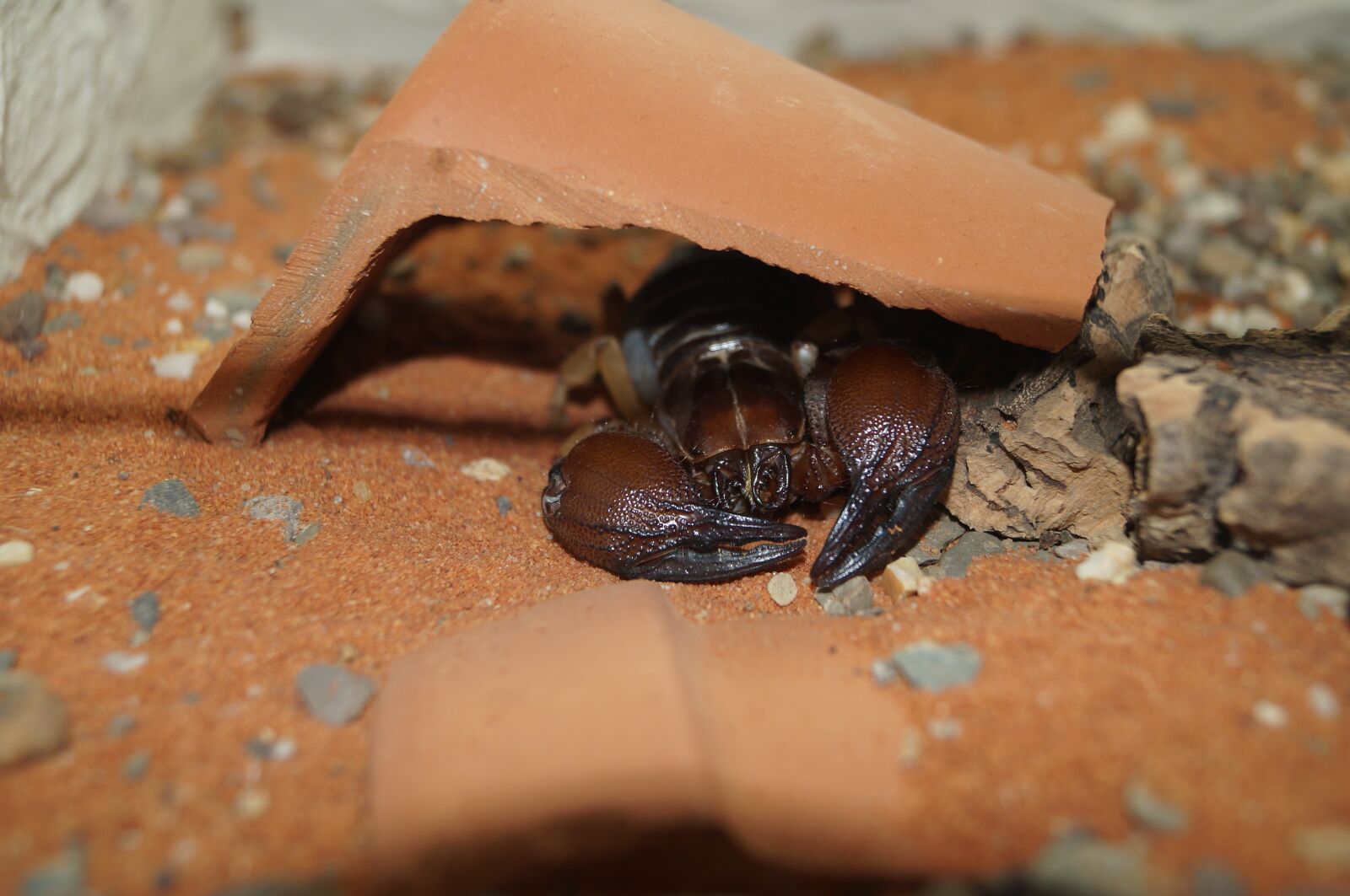 Sony SLT-A37 sample photo. Scorpio, insect, toxic photography