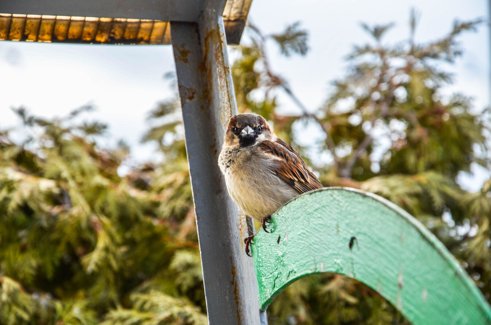 Nikon D5100 sample photo