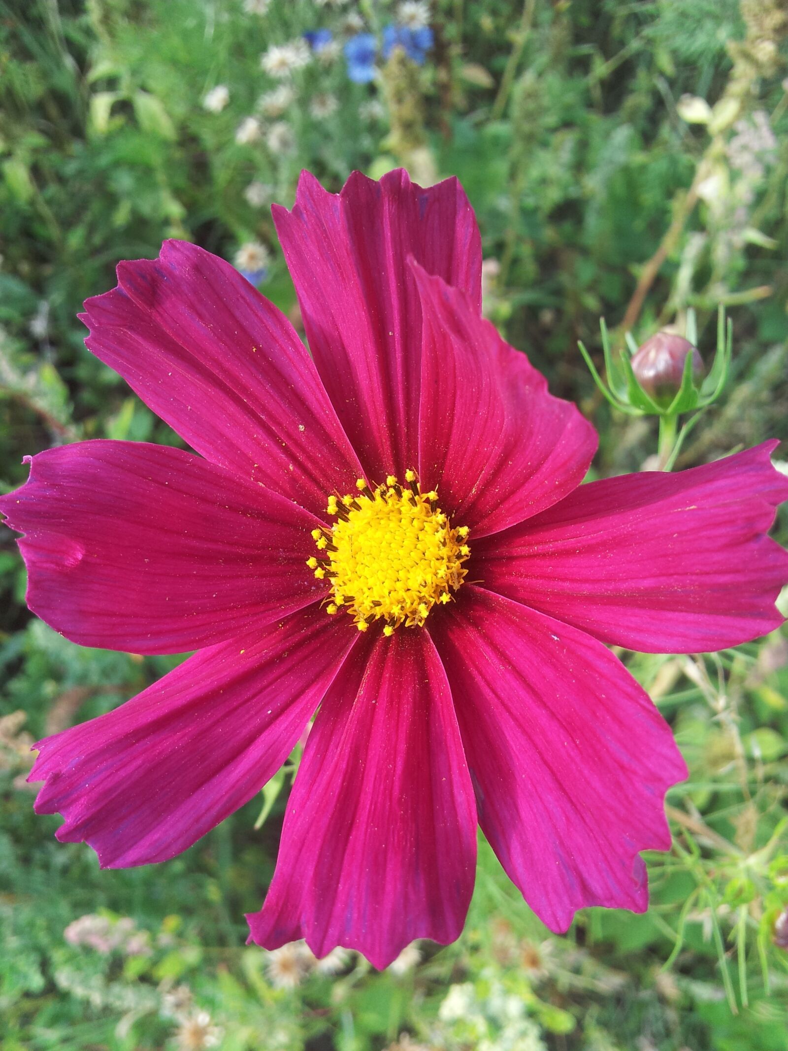 Samsung Galaxy S2 sample photo. Spring, fallow, flowers photography