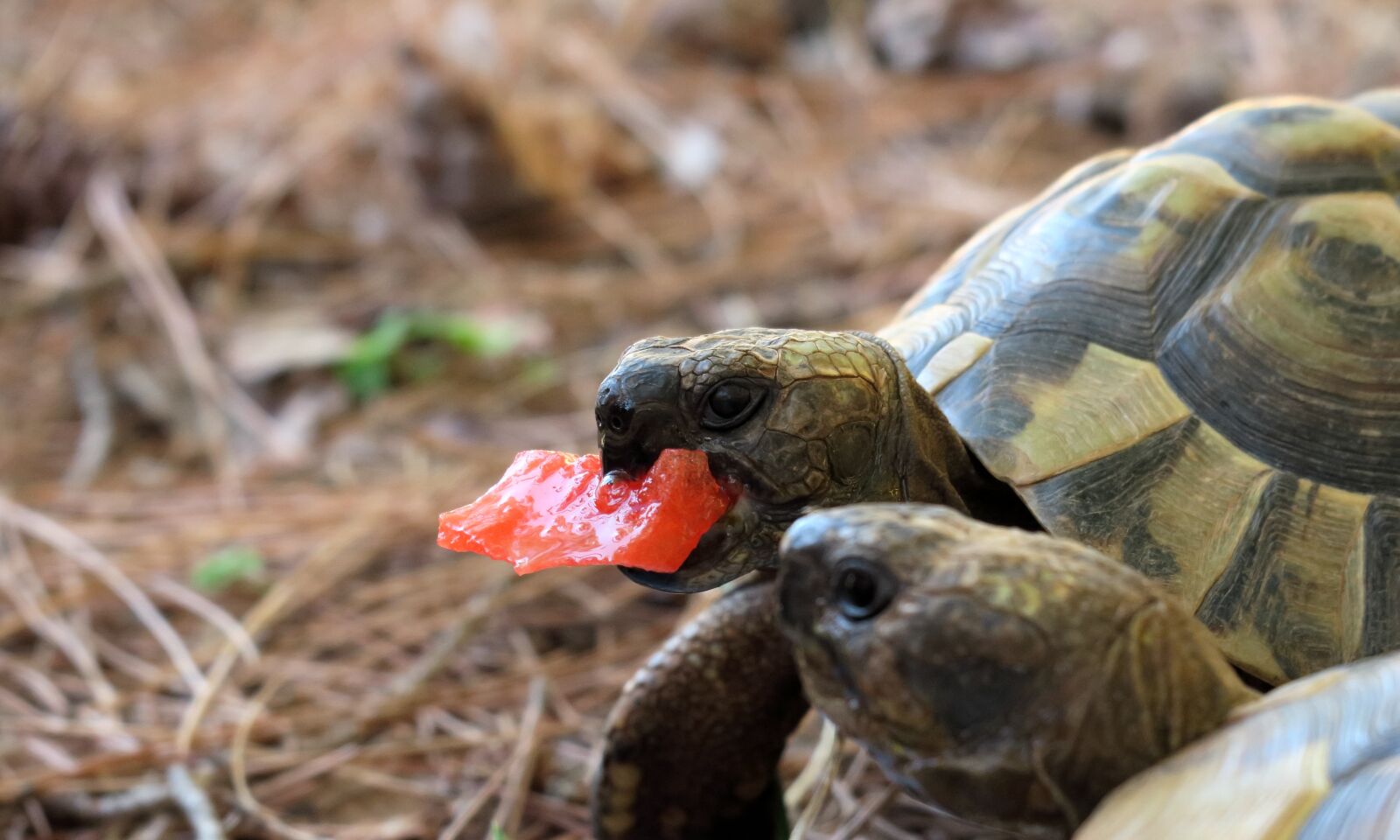 Canon PowerShot G3 X sample photo. Turtles, greek tortoise, watermelon photography