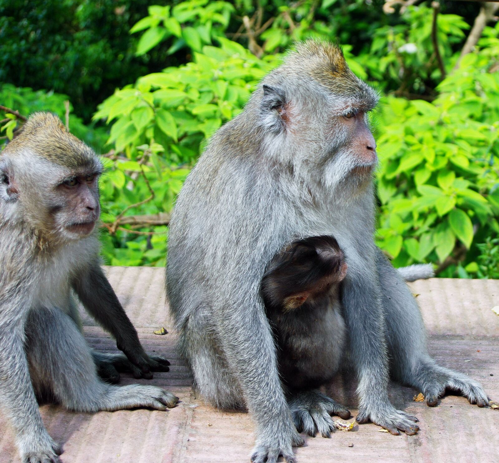 Pentax K200D sample photo. Indonesia, java, monkey photography
