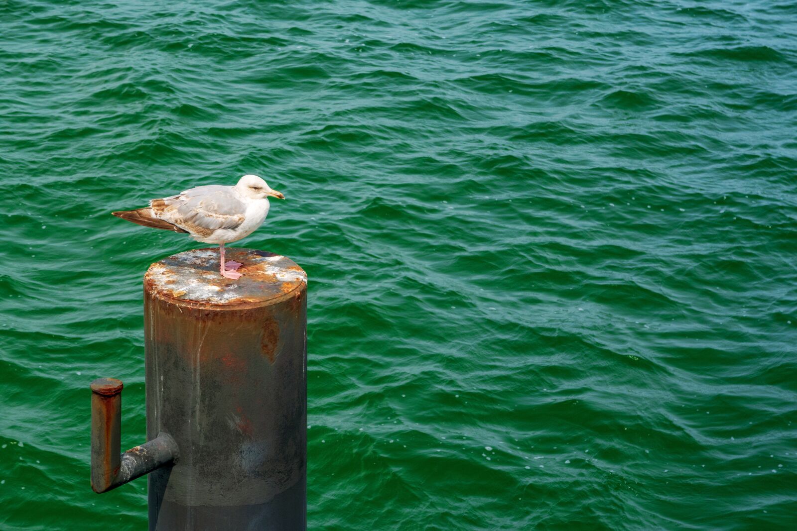 Canon PowerShot G7 X Mark II sample photo. Seagull, sea, baltic sea photography