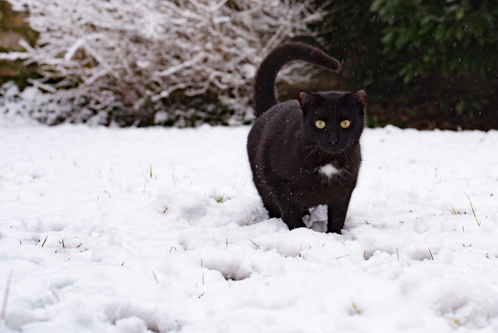 Nikon D750 sample photo. Kitten, cat, black cat photography