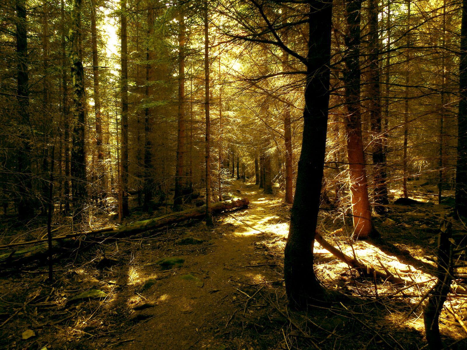 Nikon Coolpix P900 sample photo. Forest, forest path, trail photography
