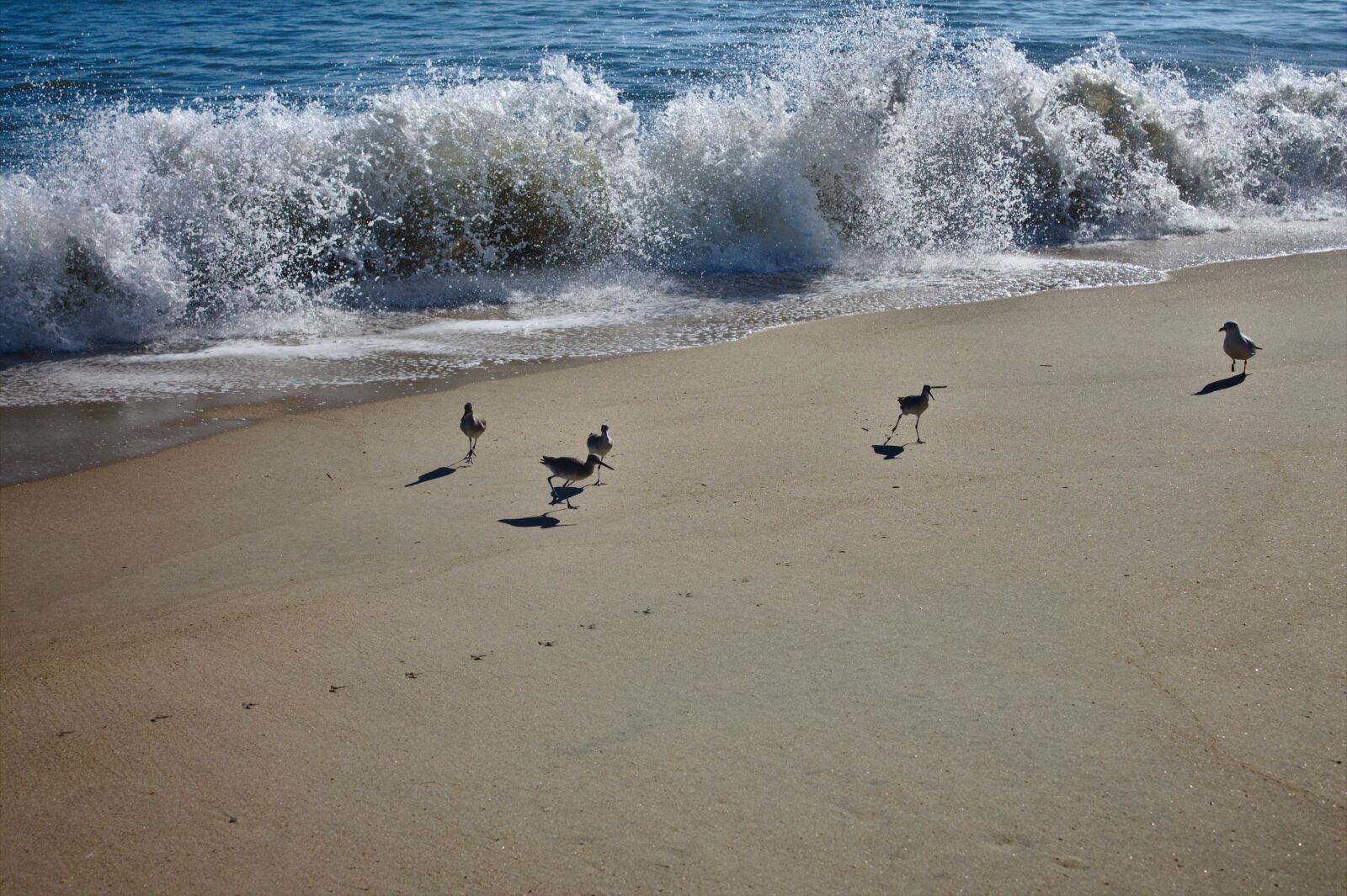 Canon EOS 1100D (EOS Rebel T3 / EOS Kiss X50) sample photo. Beach, wave, birds photography