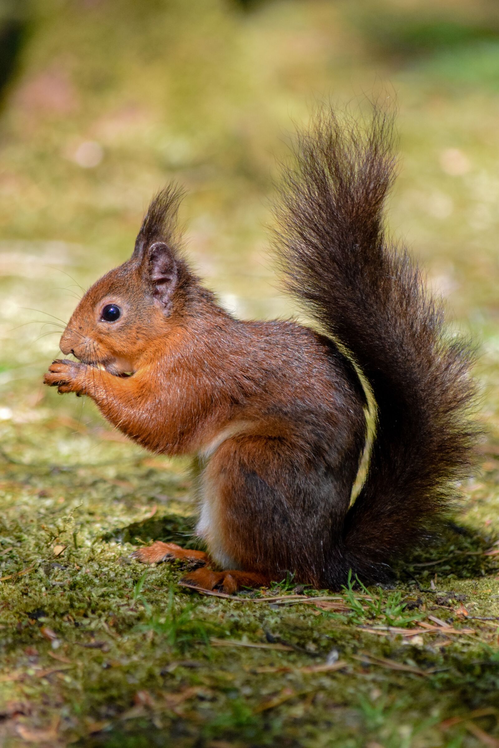 Nikon D3300 sample photo. Squirrel, redsquirrel, nut photography