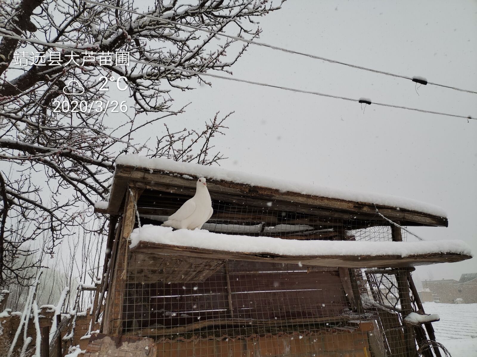 HUAWEI HLK-AL00 sample photo. Snow, pigeon, in rural photography