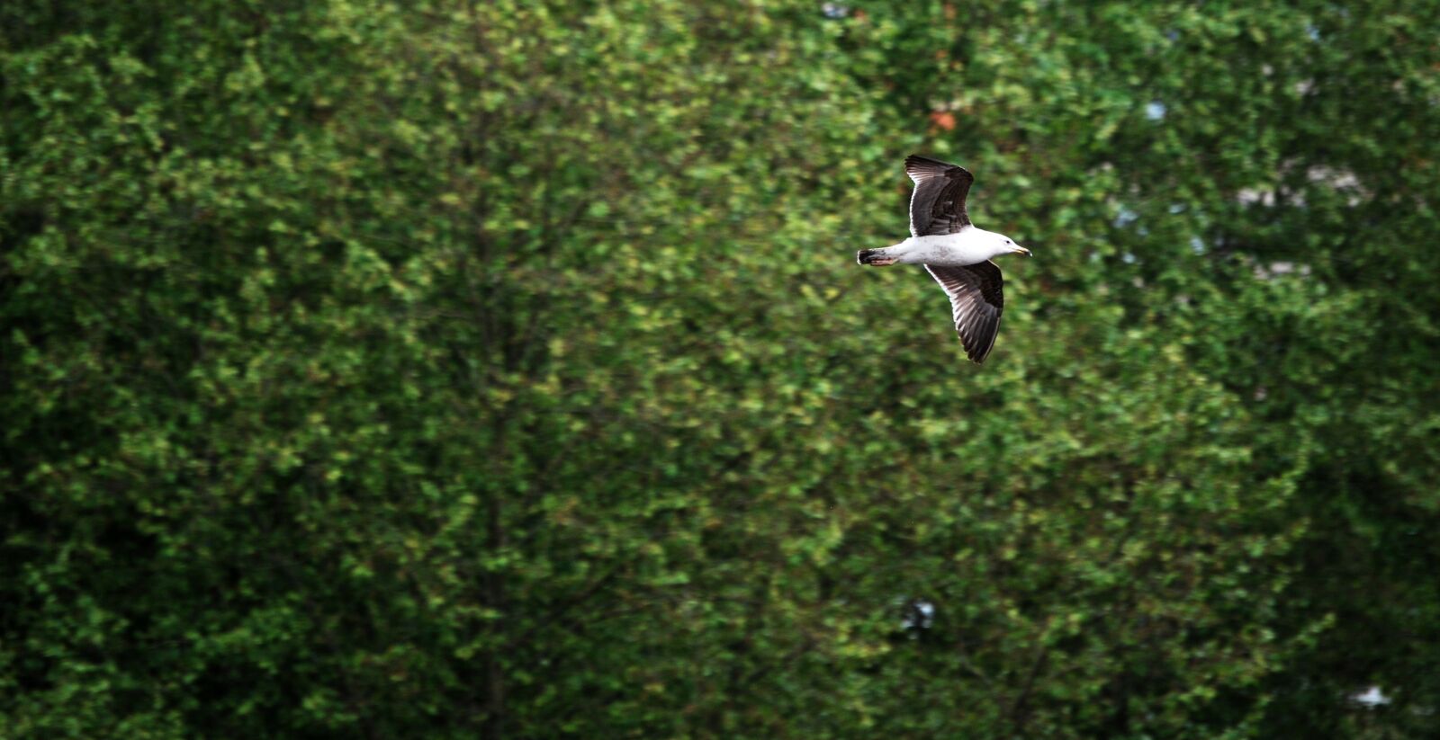 Nikon D60 sample photo. Seagull, ave, trees photography