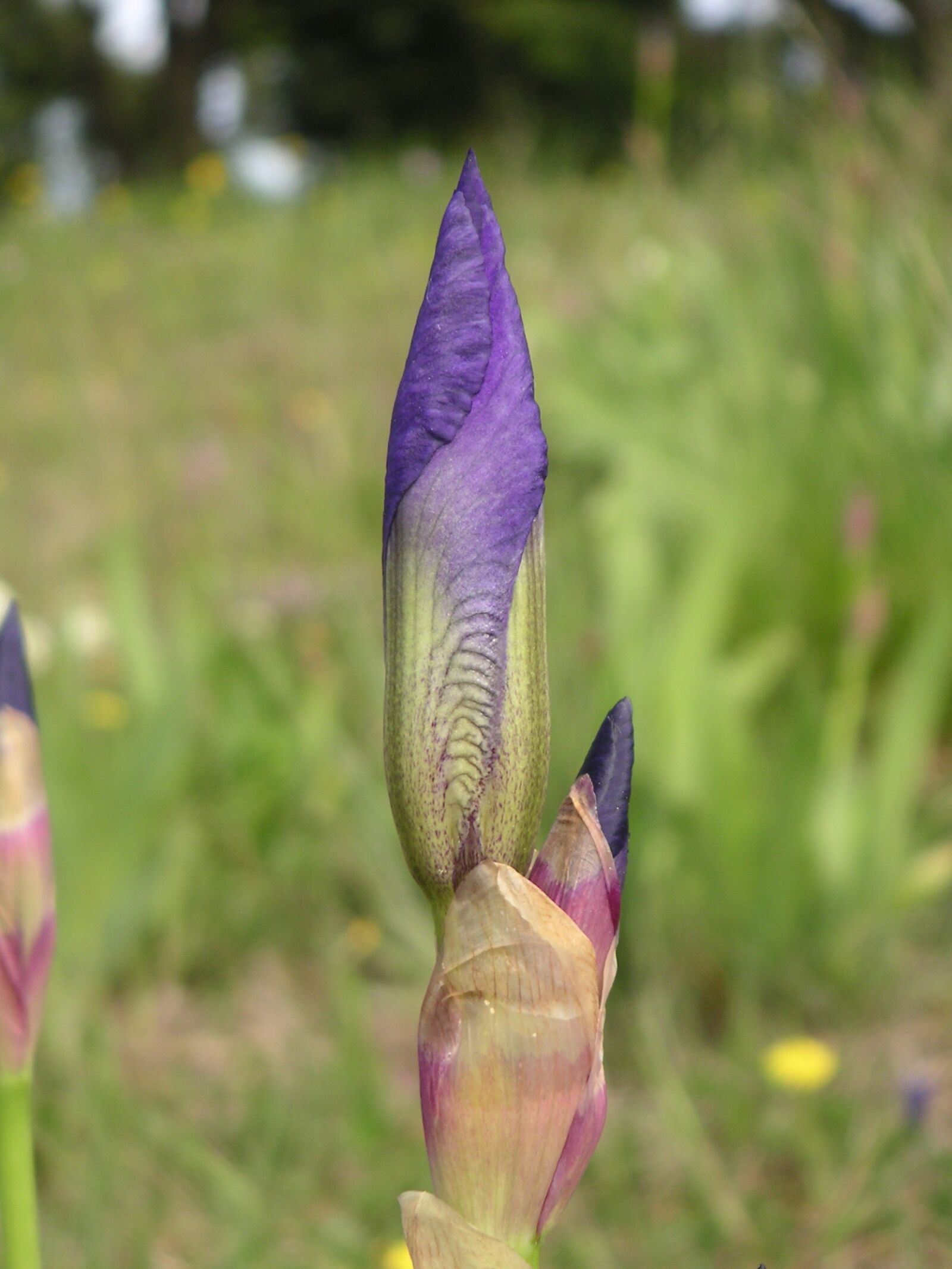 KONICA MINOLTA DiMAGE Xt sample photo. Flower, iris, bud photography