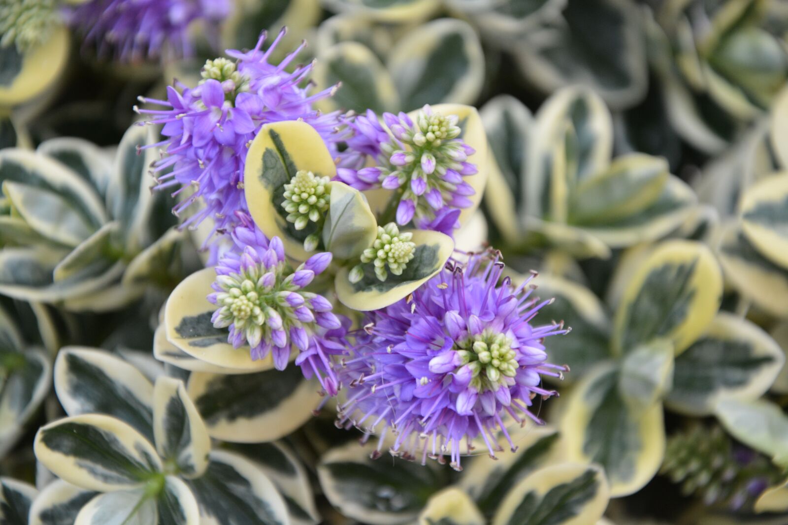 Nikon D5200 sample photo. Flower, flowers, véronique photography