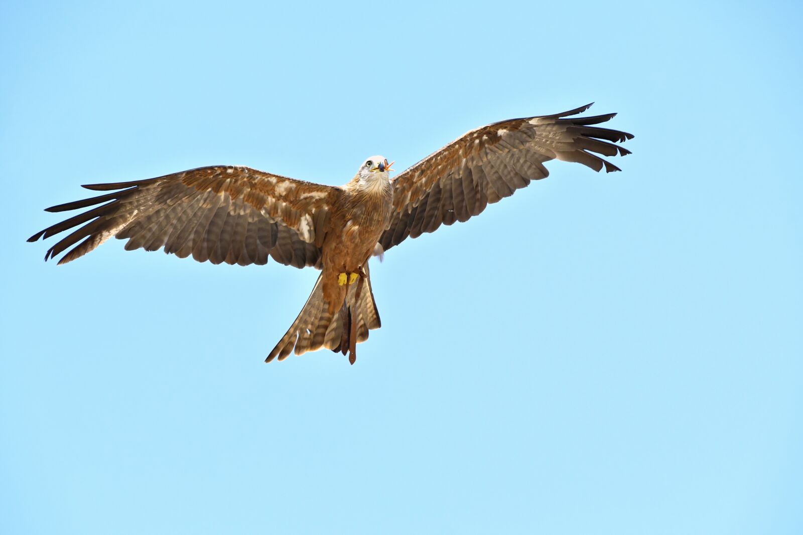 Nikon D500 sample photo. Buzzard, raptor, flight photography
