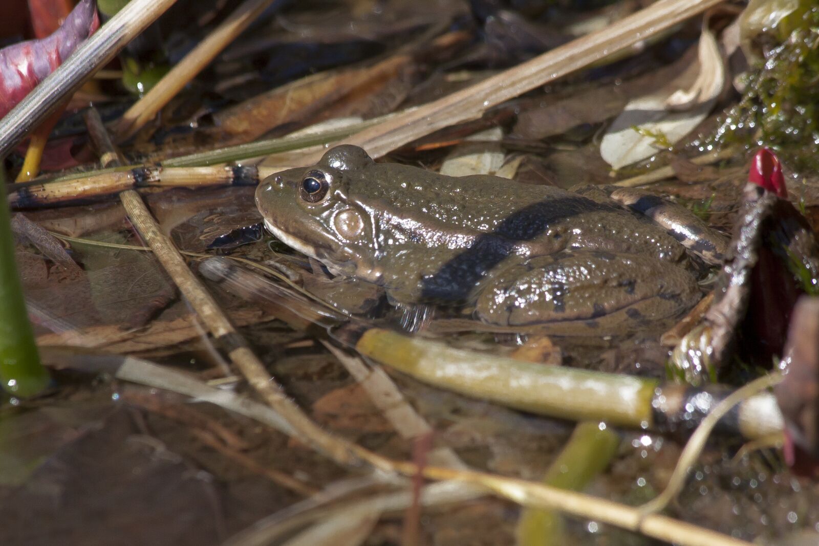 Canon EOS 50D sample photo. Toad, bufonidae, anuran photography