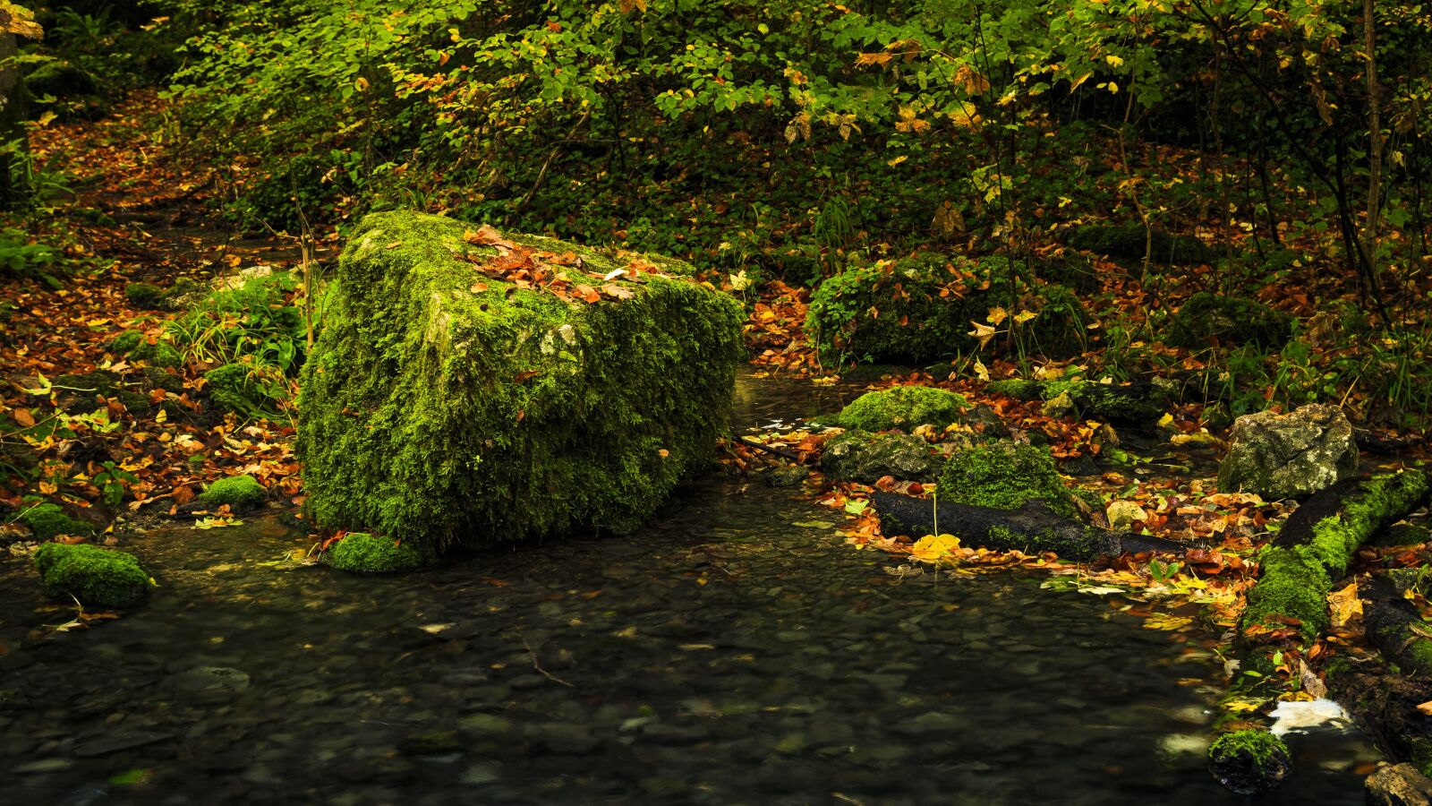 Canon EOS 650D (EOS Rebel T4i / EOS Kiss X6i) sample photo. Forest path, autumn, fall photography