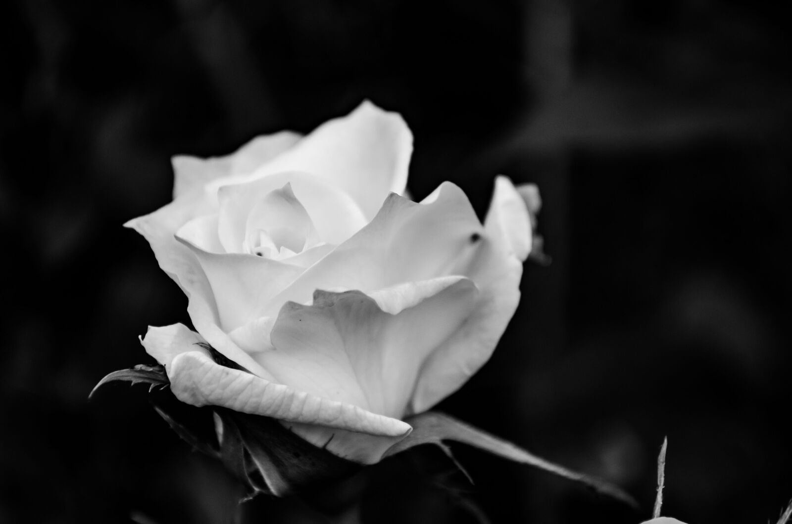 Nikon D5100 sample photo. Flower, plant, rose photography