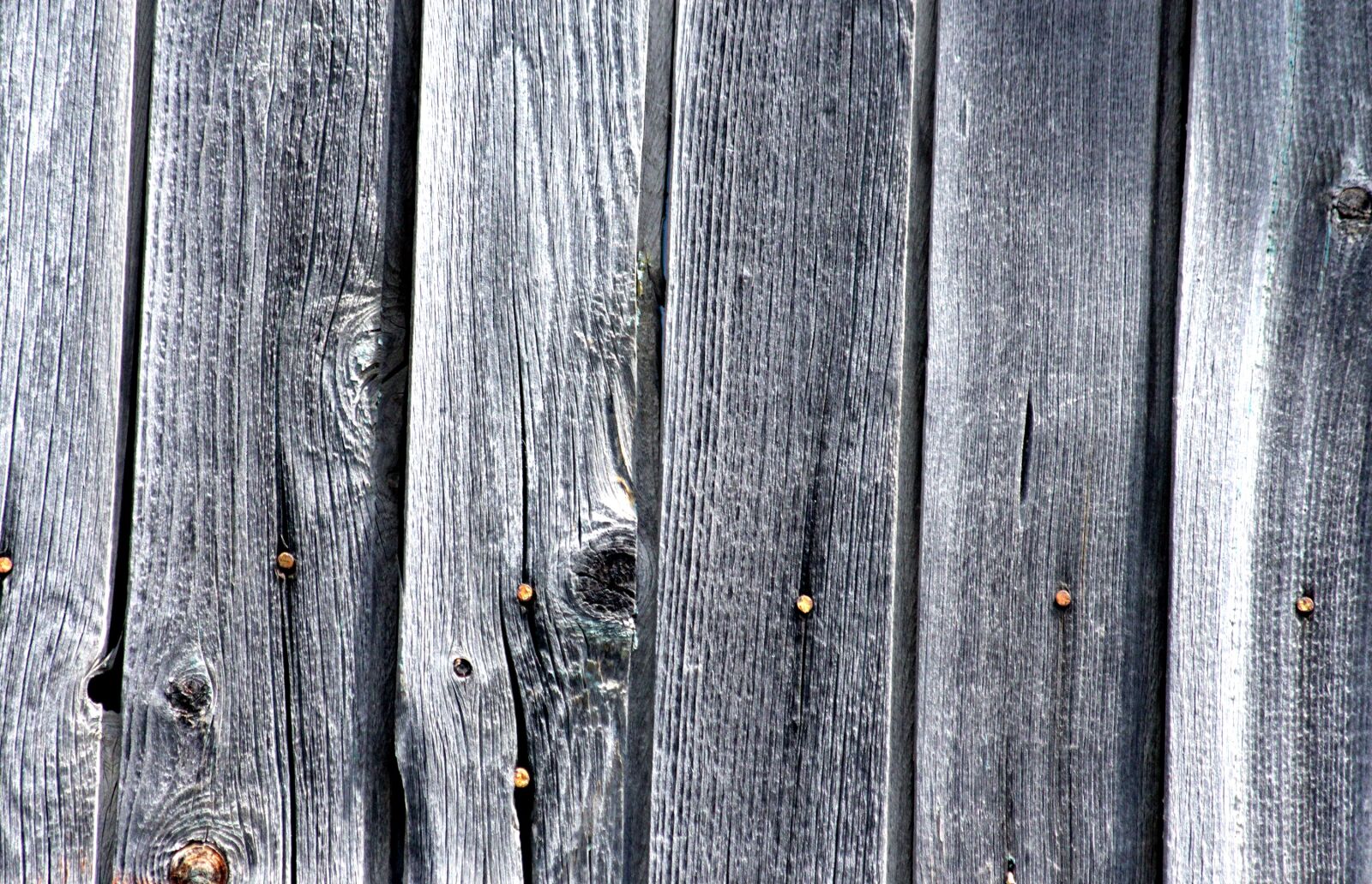 Canon EOS 650D (EOS Rebel T4i / EOS Kiss X6i) sample photo. Tree, grey, background photography