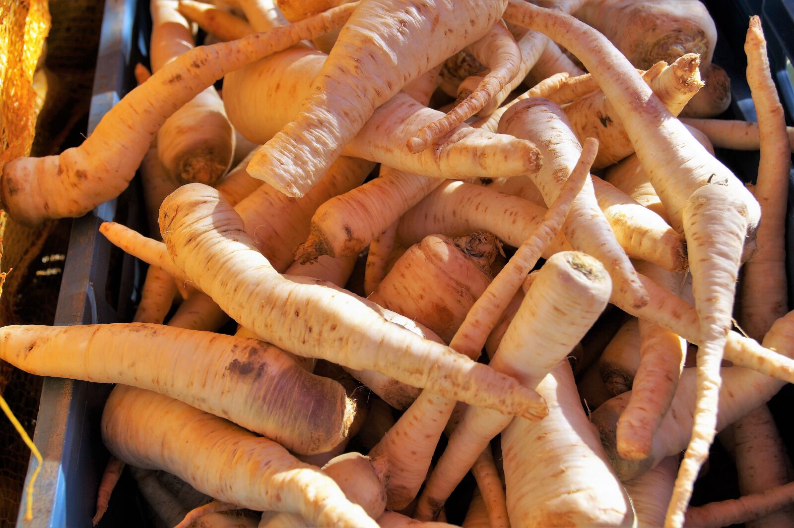 Sony SLT-A58 sample photo. Parsley, root, fresh photography