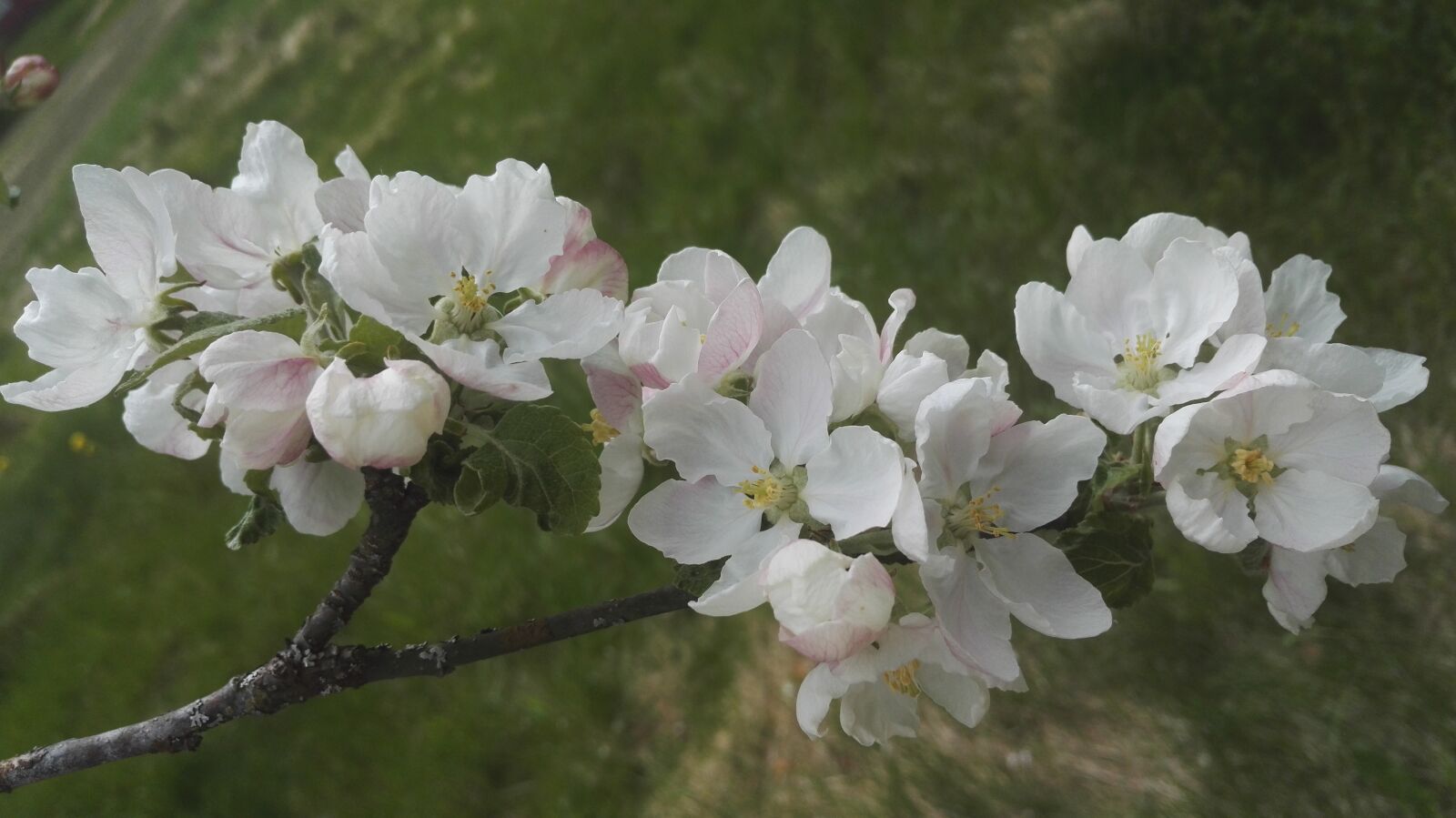 HUAWEI Honor 7 sample photo. Apple tree, white, white photography