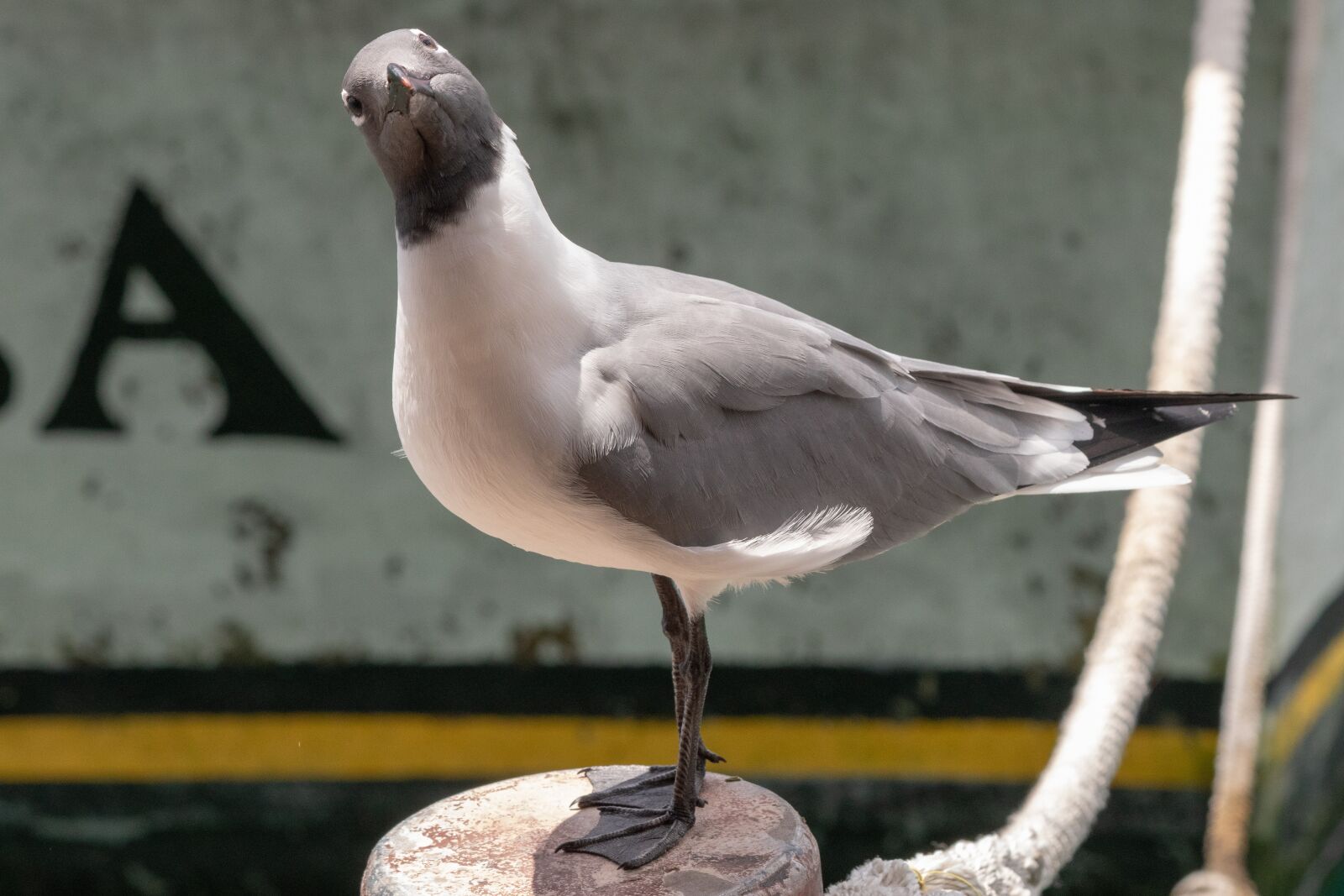 Canon EF 70-300mm F4-5.6 IS USM sample photo. Nature, birds, sea gull photography