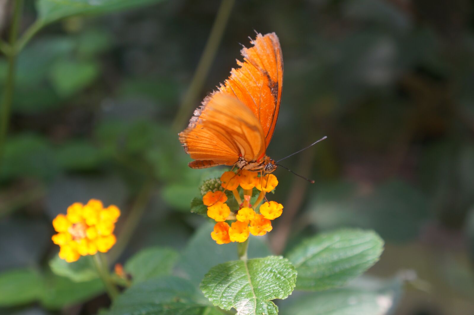 Sony Alpha a3000 + Sony E 18-55mm F3.5-5.6 OSS sample photo. Butterfly, insects, butterflies photography