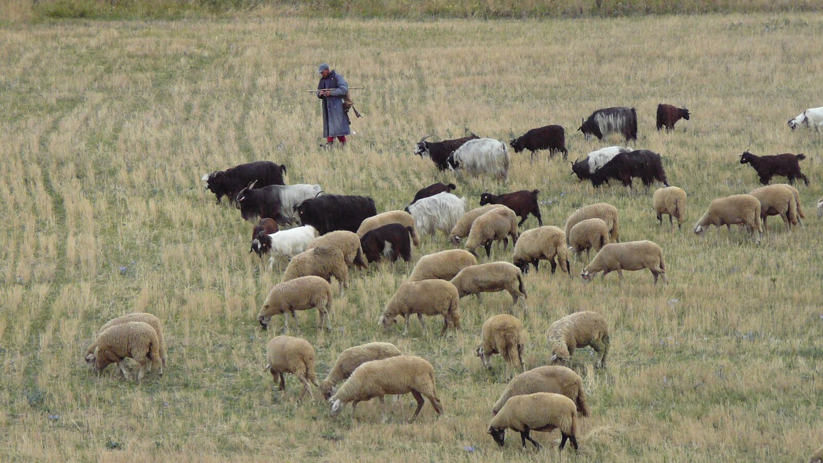 Panasonic DMC-TZ1 sample photo. Bulgaria, pirin, herd photography
